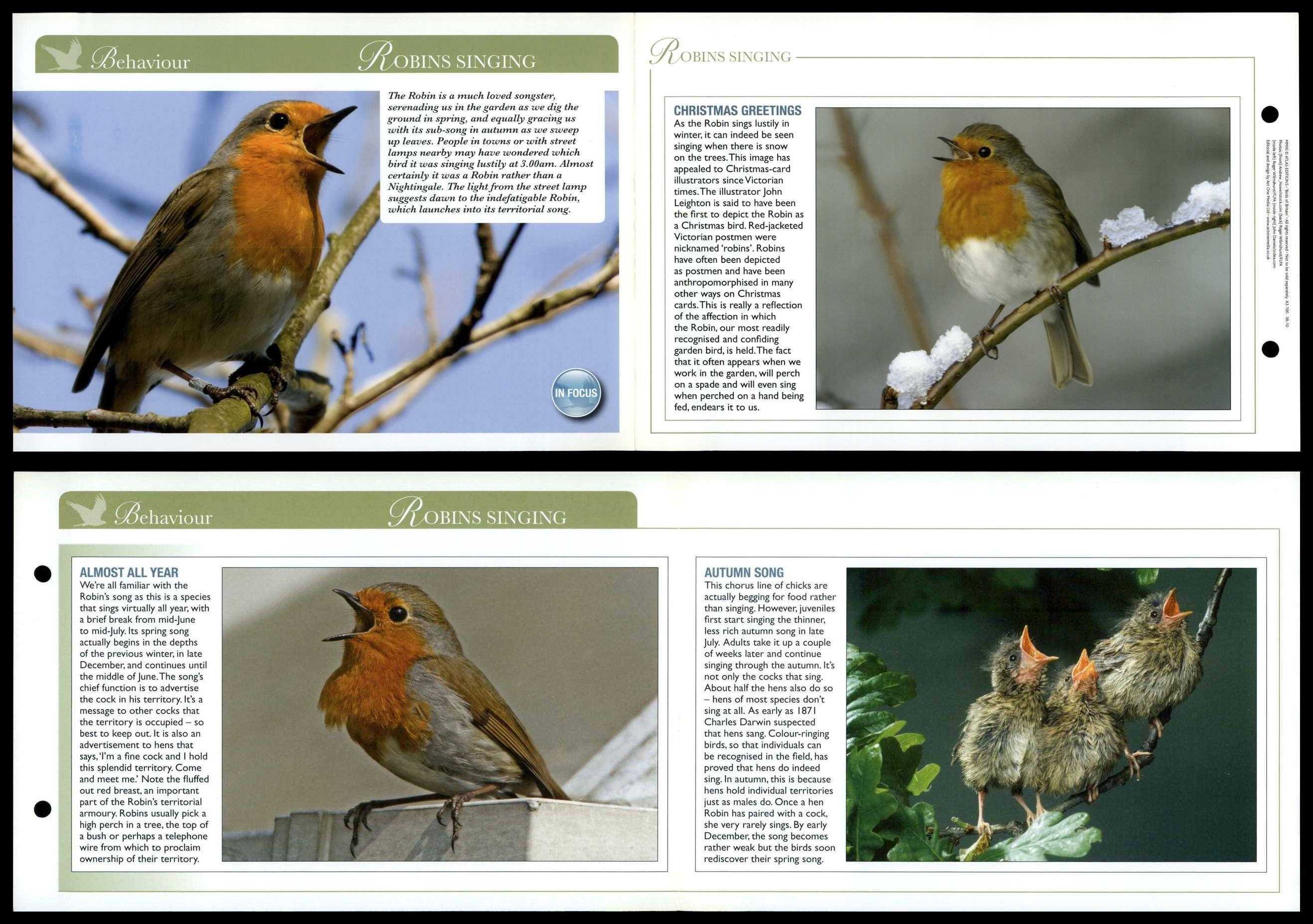 Robins Singing - Behaviour - Birds Of Britain Atlas Editions Fold Out Card