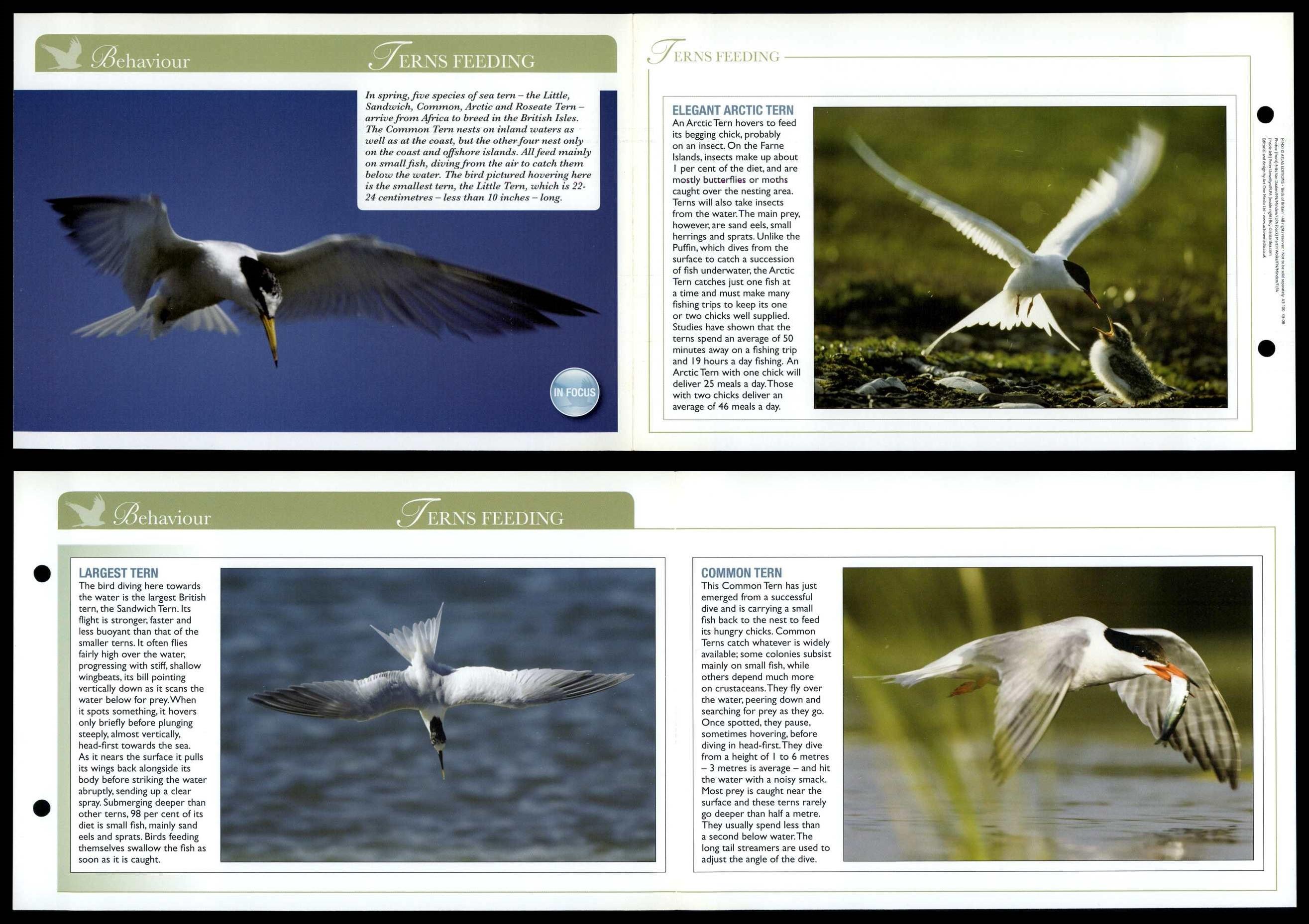 Ferns Feeding - Behaviour - Birds Of Britain Atlas Editions Fold Out Card