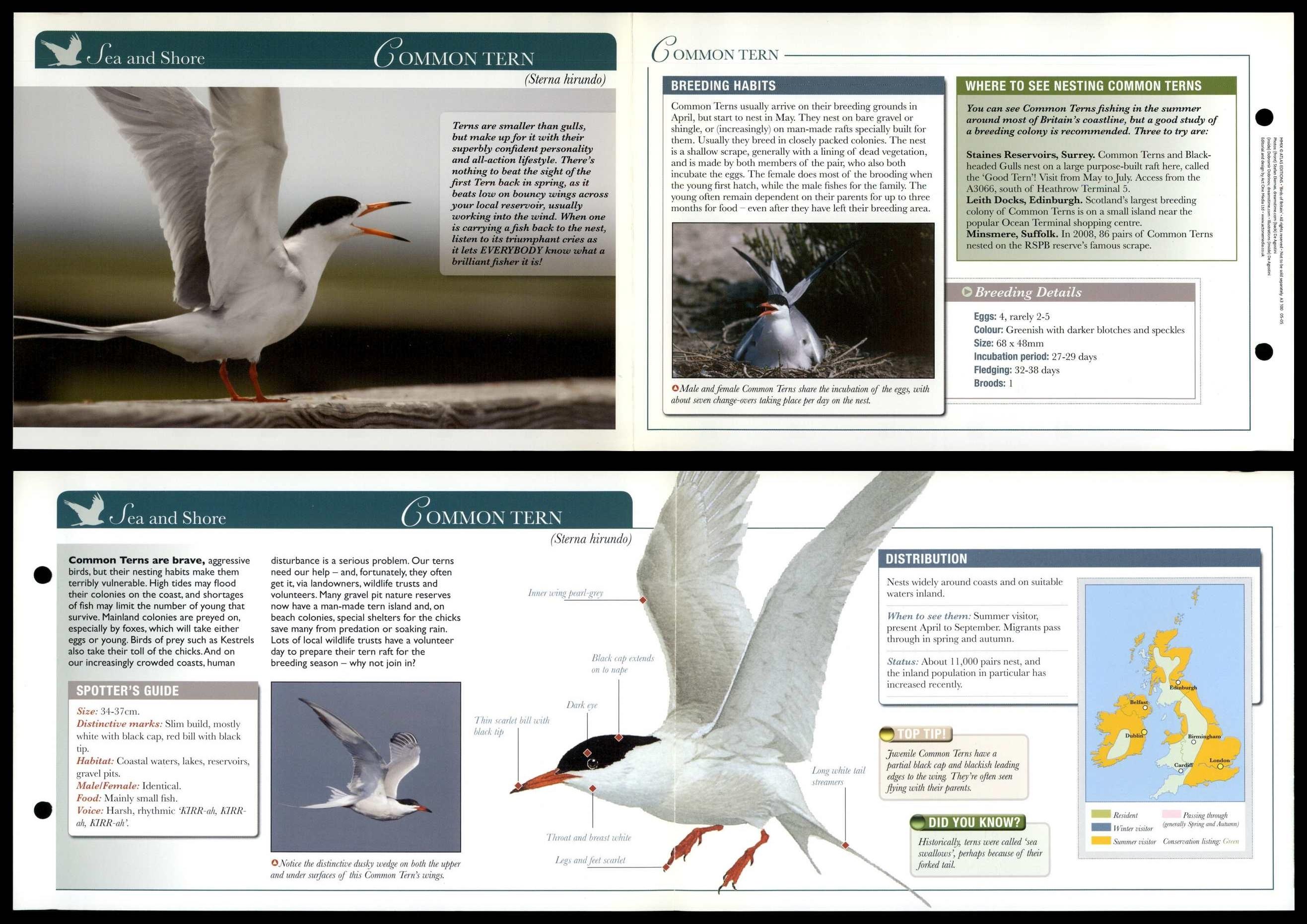 Common Tern - Sea & Shore - Birds Of Britain Atlas Editions Fold Out Card