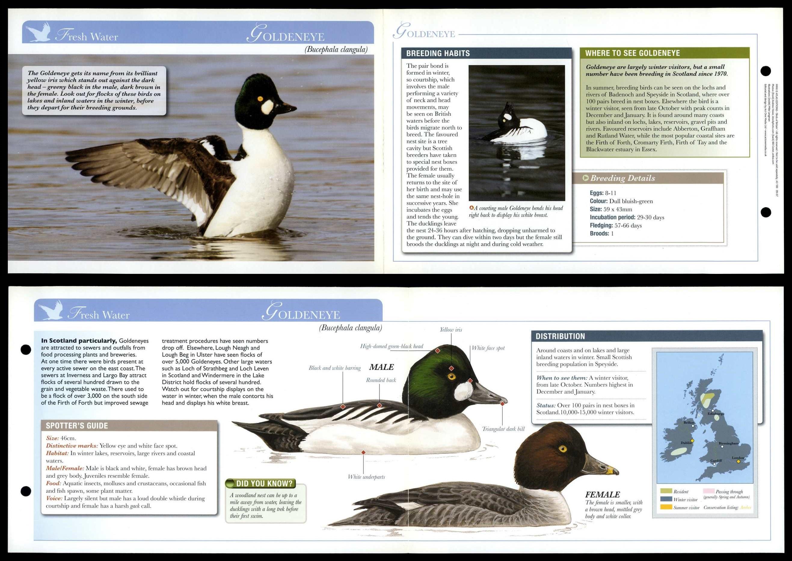 Goldeneye - Fresh Water - Birds Of Britain Atlas Editions Fold Out Card