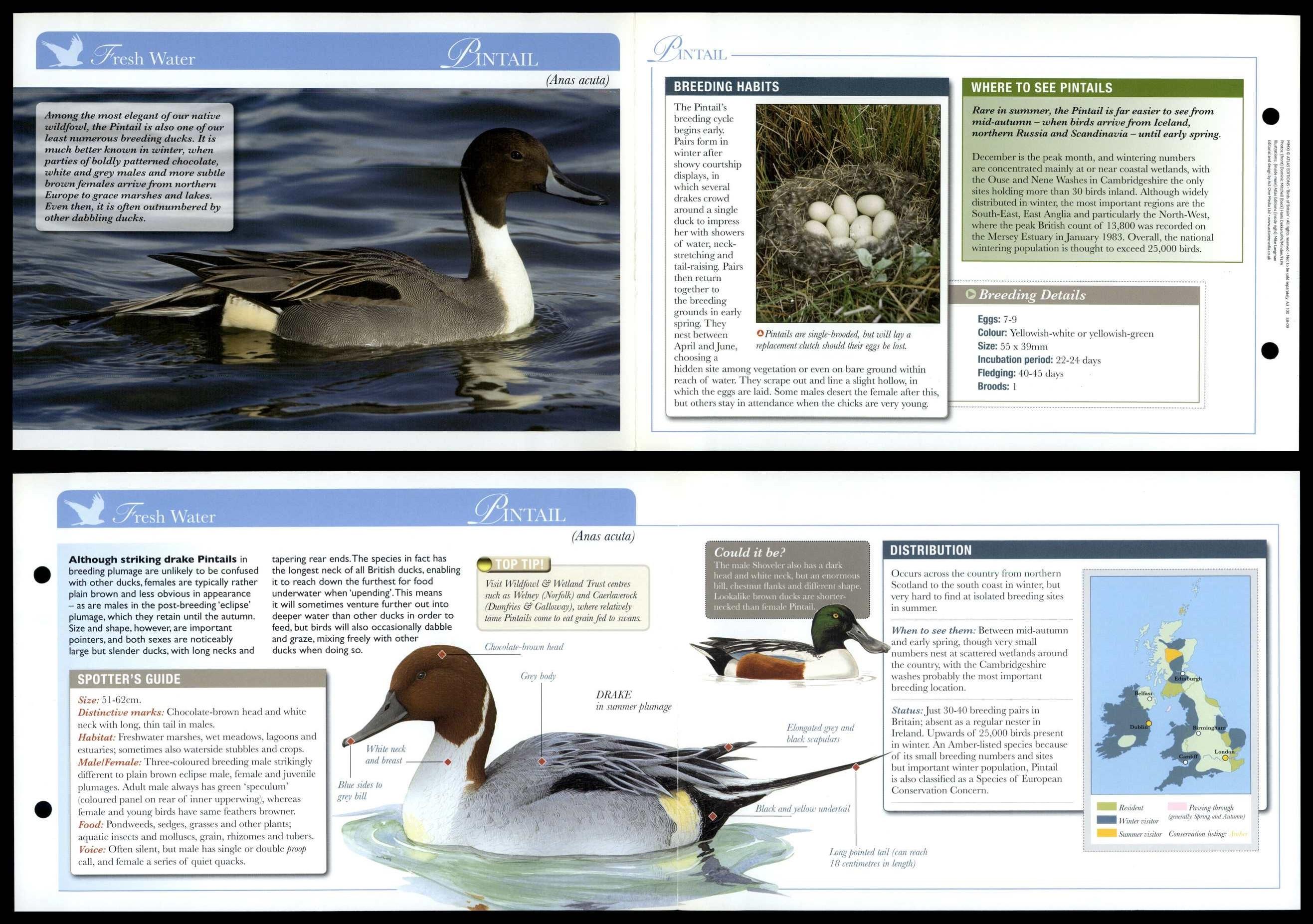 Pintail - Fresh Water - Birds Of Britain Atlas Editions Fold Out Card