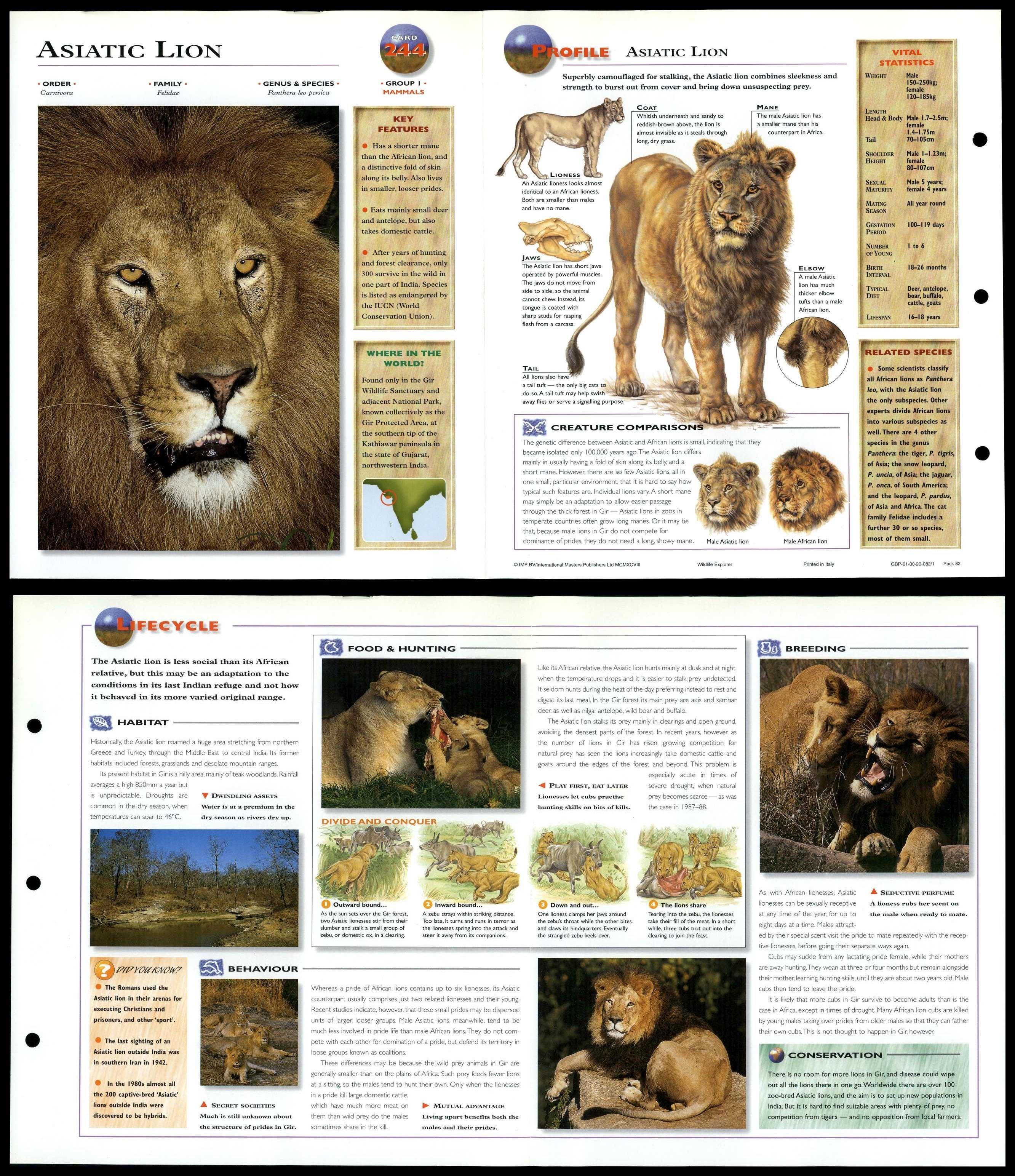 Asiatic Lion #244 Mammals - Wildlife Explorer Fold-Out Card