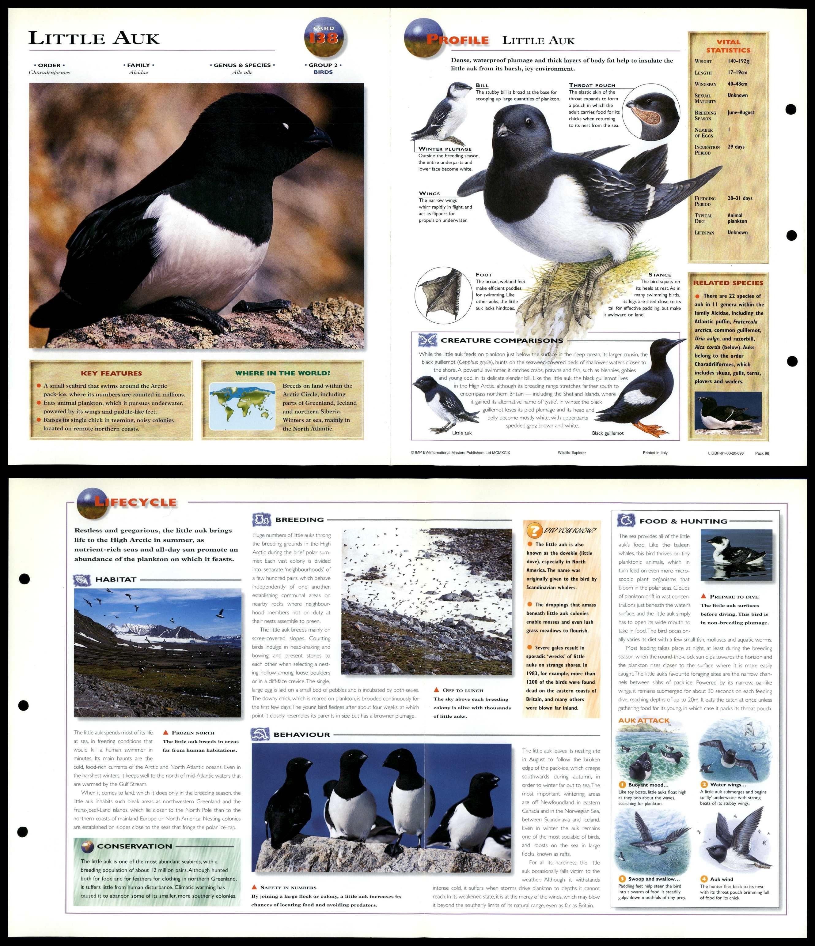 Little Auk #138 Birds - Wildlife Explorer Fold-Out Card