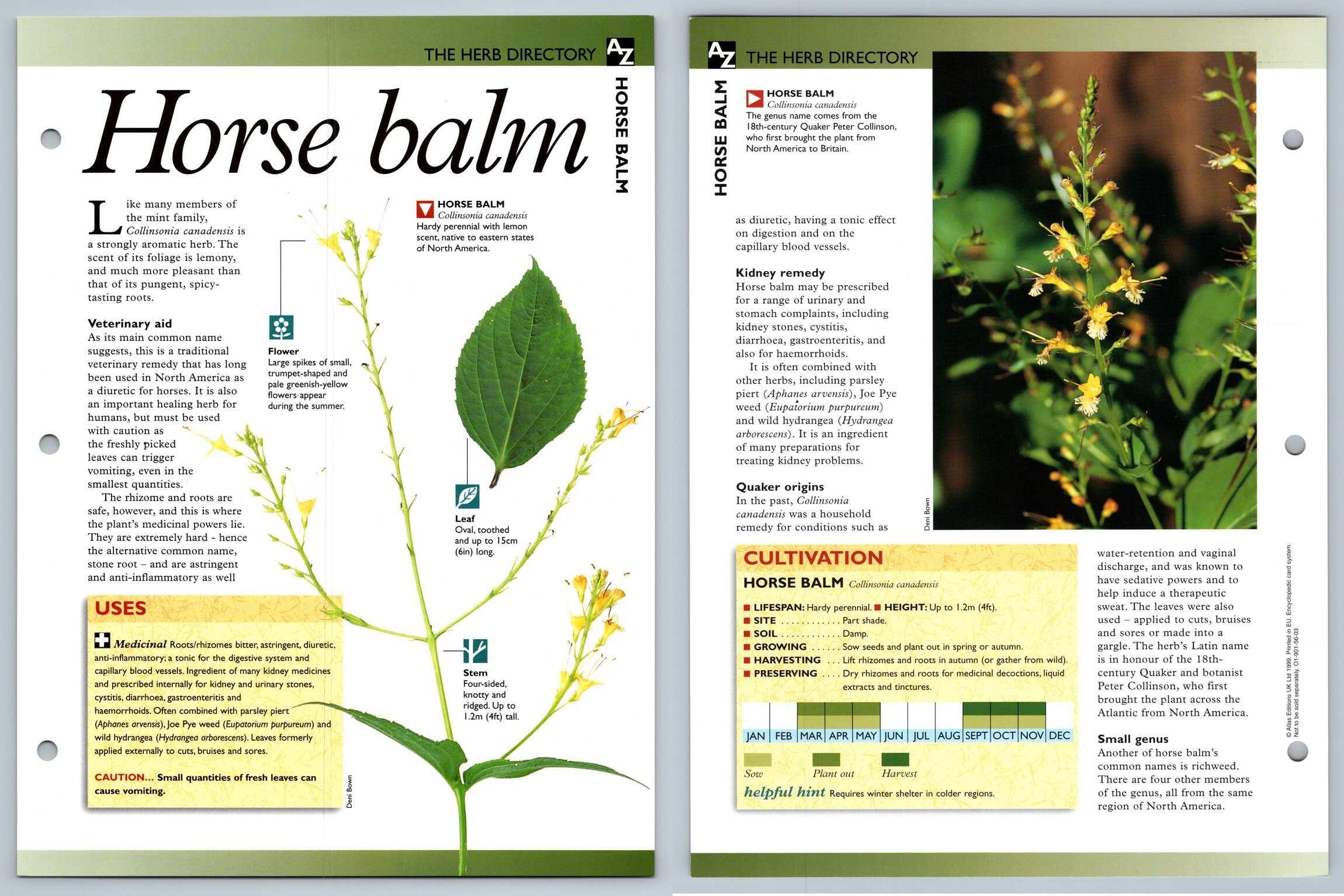 Horse Balm Directory Secret World Of Herbs Fact File Card