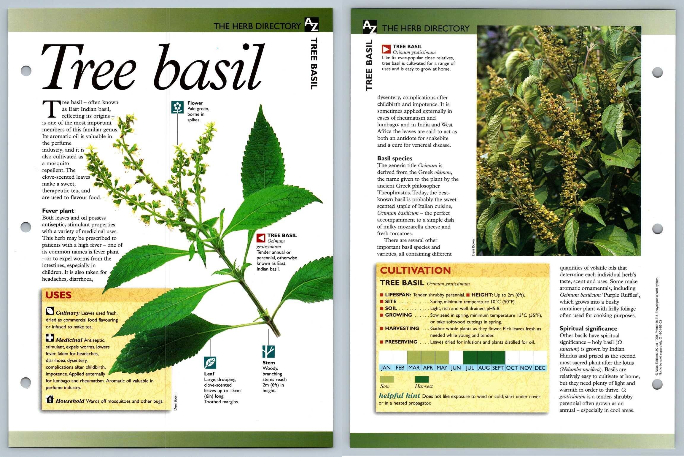 Tree Basil Directory Secret World Of Herbs Fact File Card