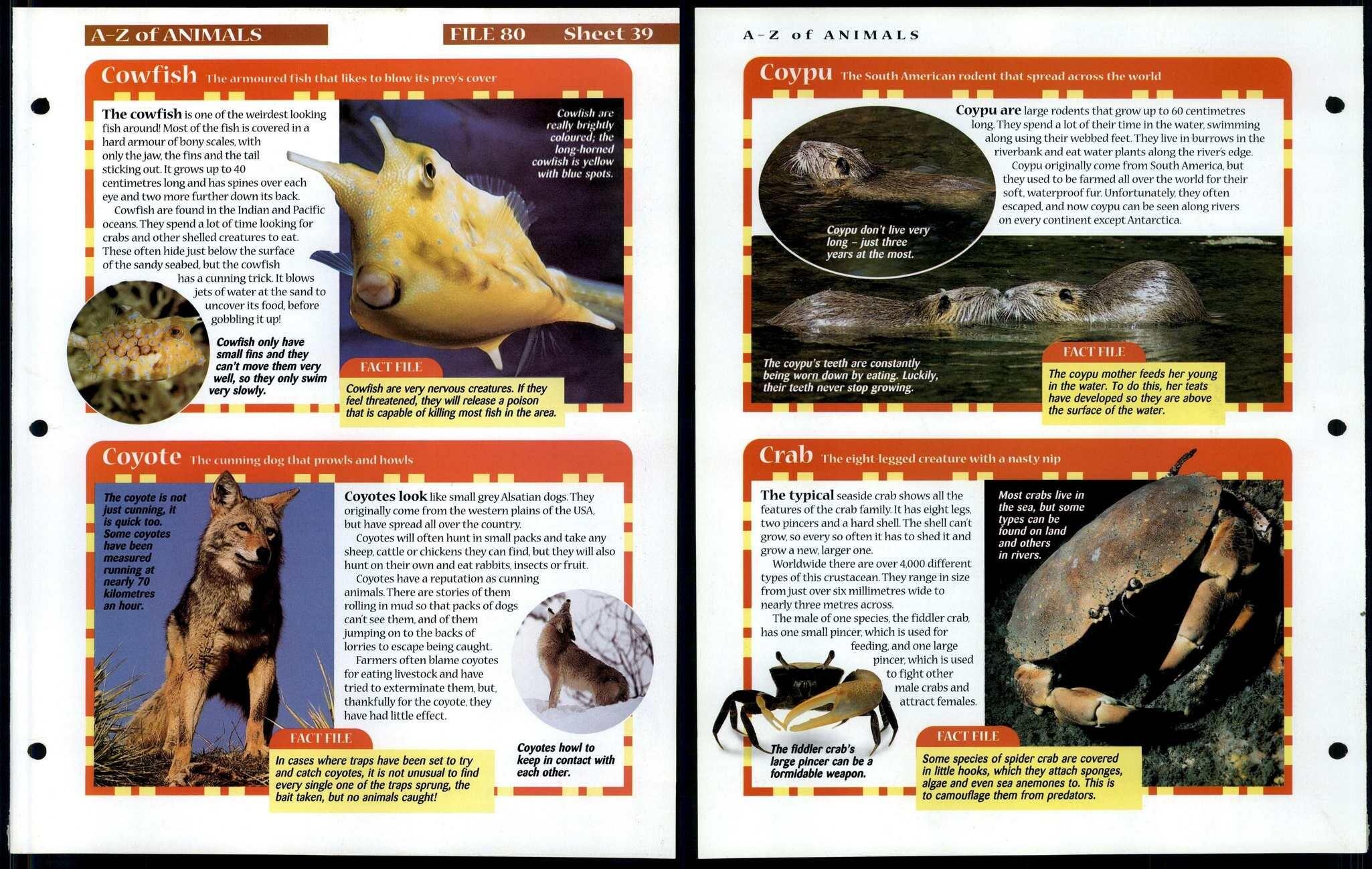 Cowfish Crab 39 AZ Animals, Animals, Animals Fact File Page