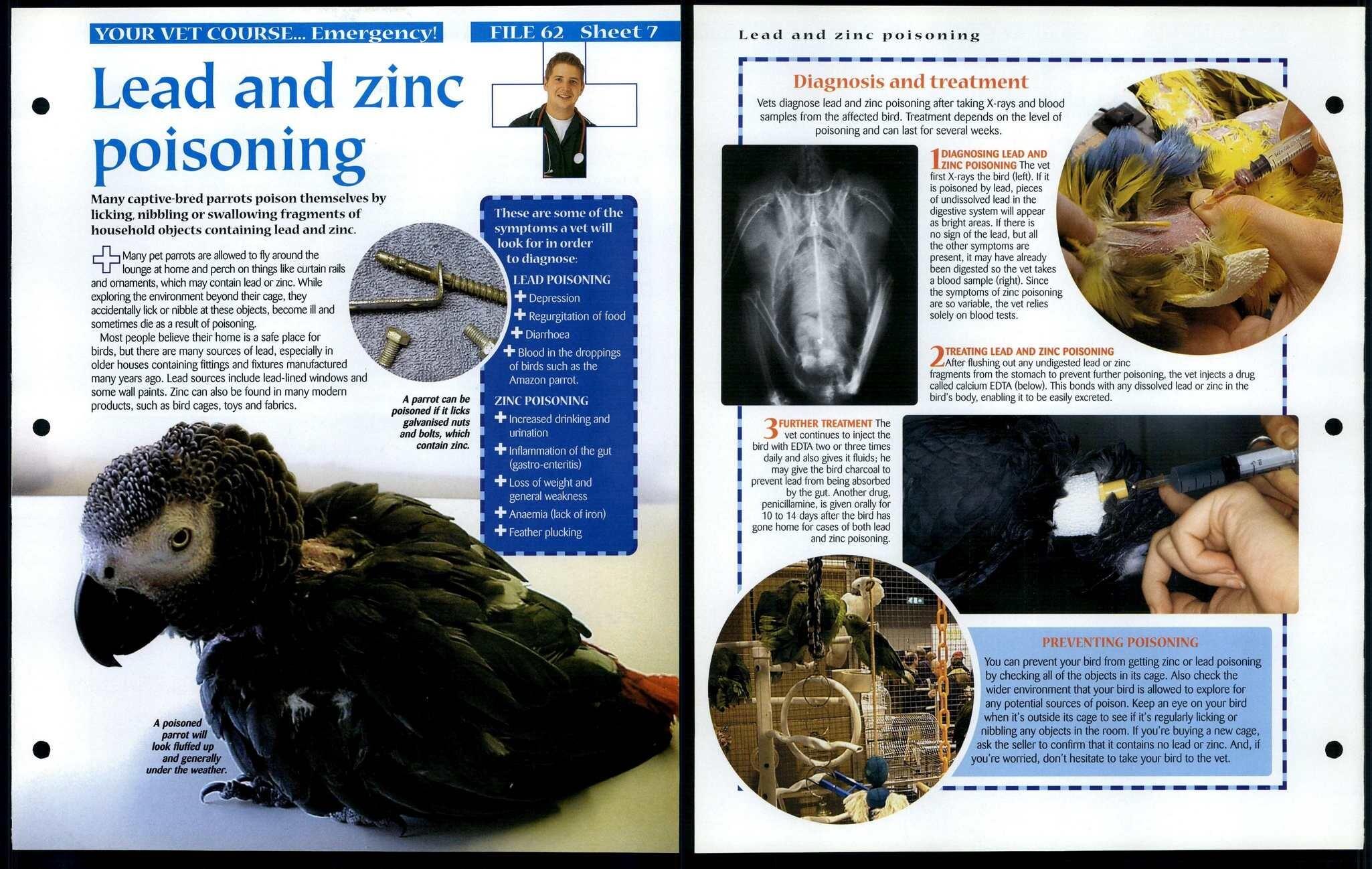 Lead & Zinc Poisoning 7 Vet Course Animals, Animals, Animals Fact File