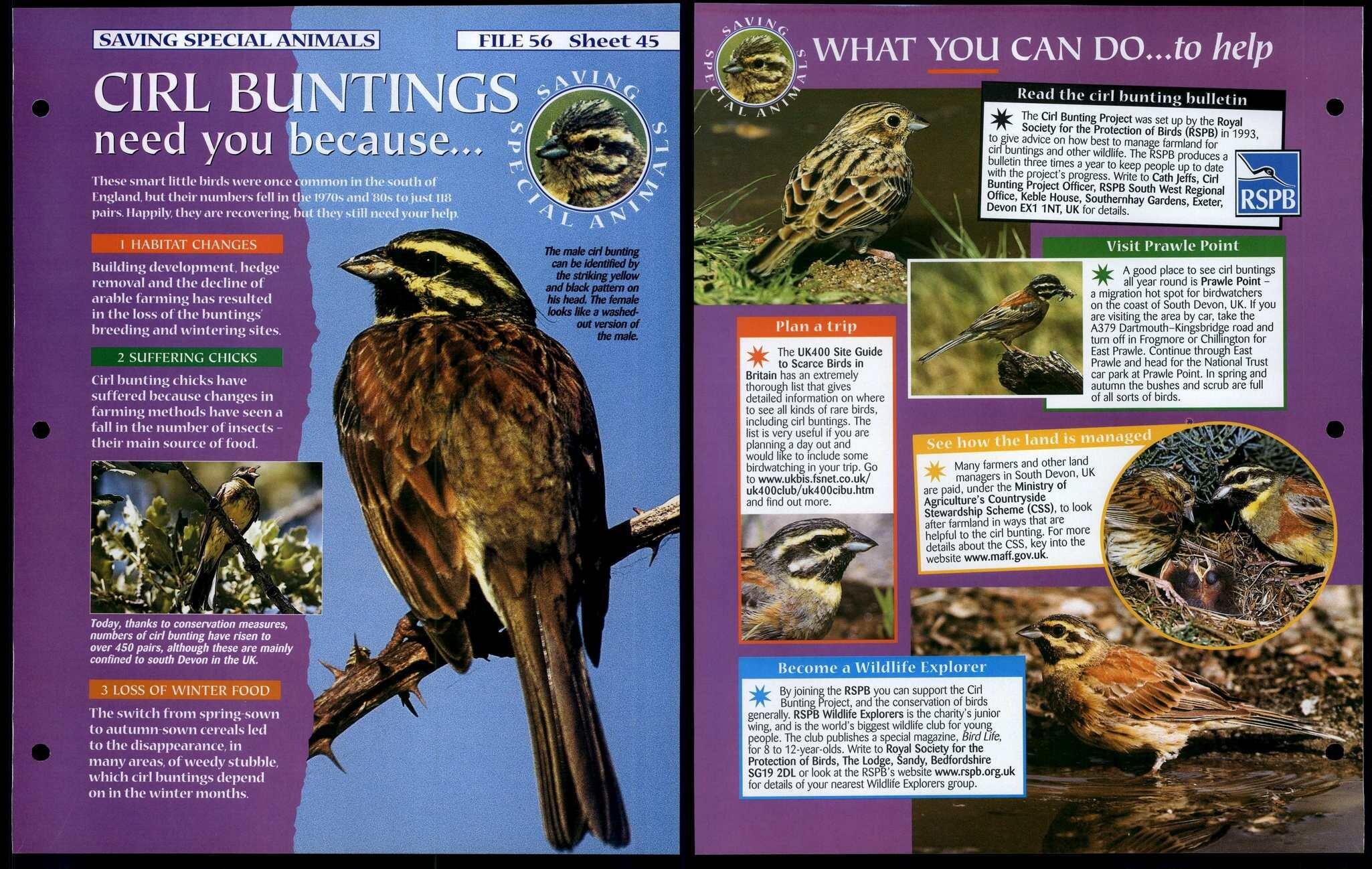 Cirl Buntings #45 Saving Special Animals, Animals, Animals Fact File Page