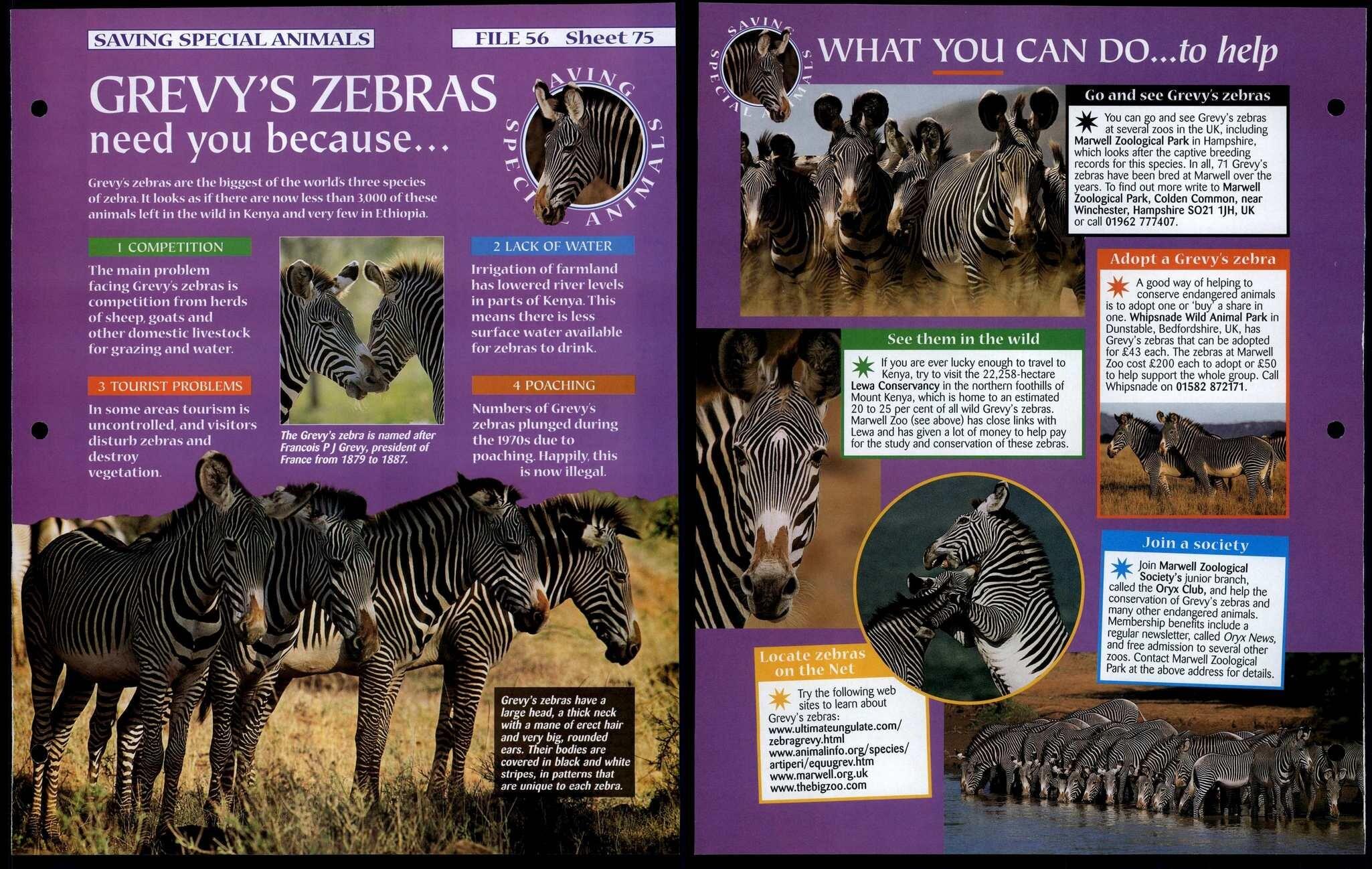 Grevys Zebras #75 Saving Special Animals, Animals, Animals Fact File Page