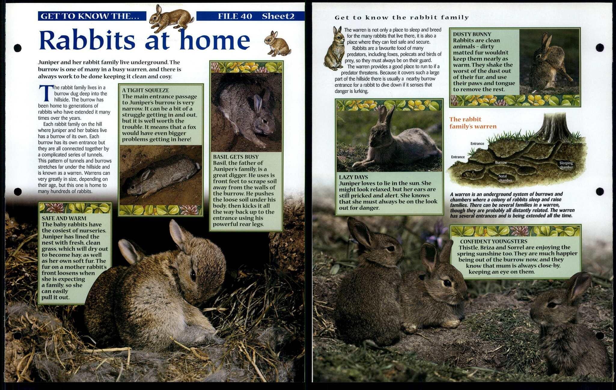 Rabbits At Home #2 Get To Know Animals, Animals, Animals Fact File Page