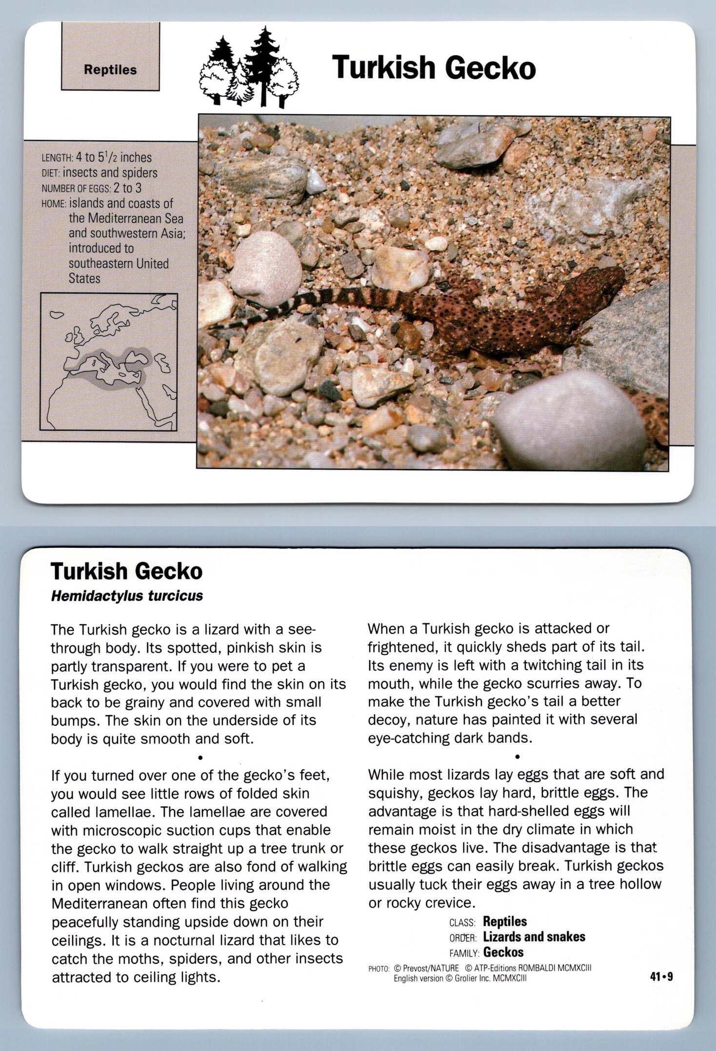 Turkish Gecko #41.9 - Reptiles - Grolier Wildlife Adventure Card