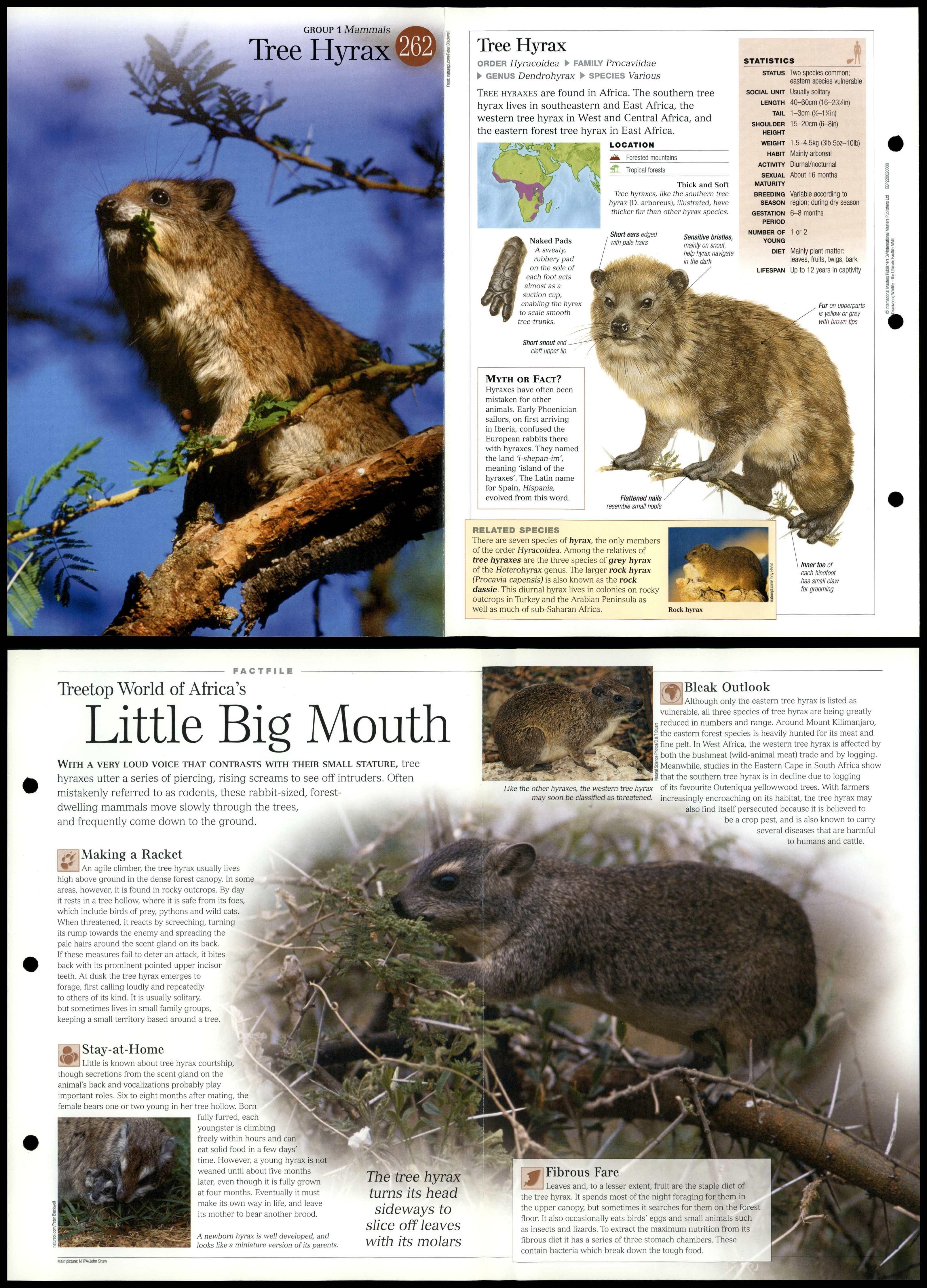 Tree Hyrax #262 Mammals - Discovering Wildlife Fact File Fold-Out Card