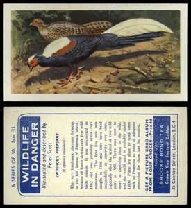 C1940 Hispaniolan Solenodon #4 Wildlife In Danger 1972 Brooke Bond Tea Card 