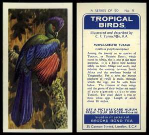 C1945 Red-Sided Parrot #47 Tropical Birds 1961 Brooke Bond Tea Card 