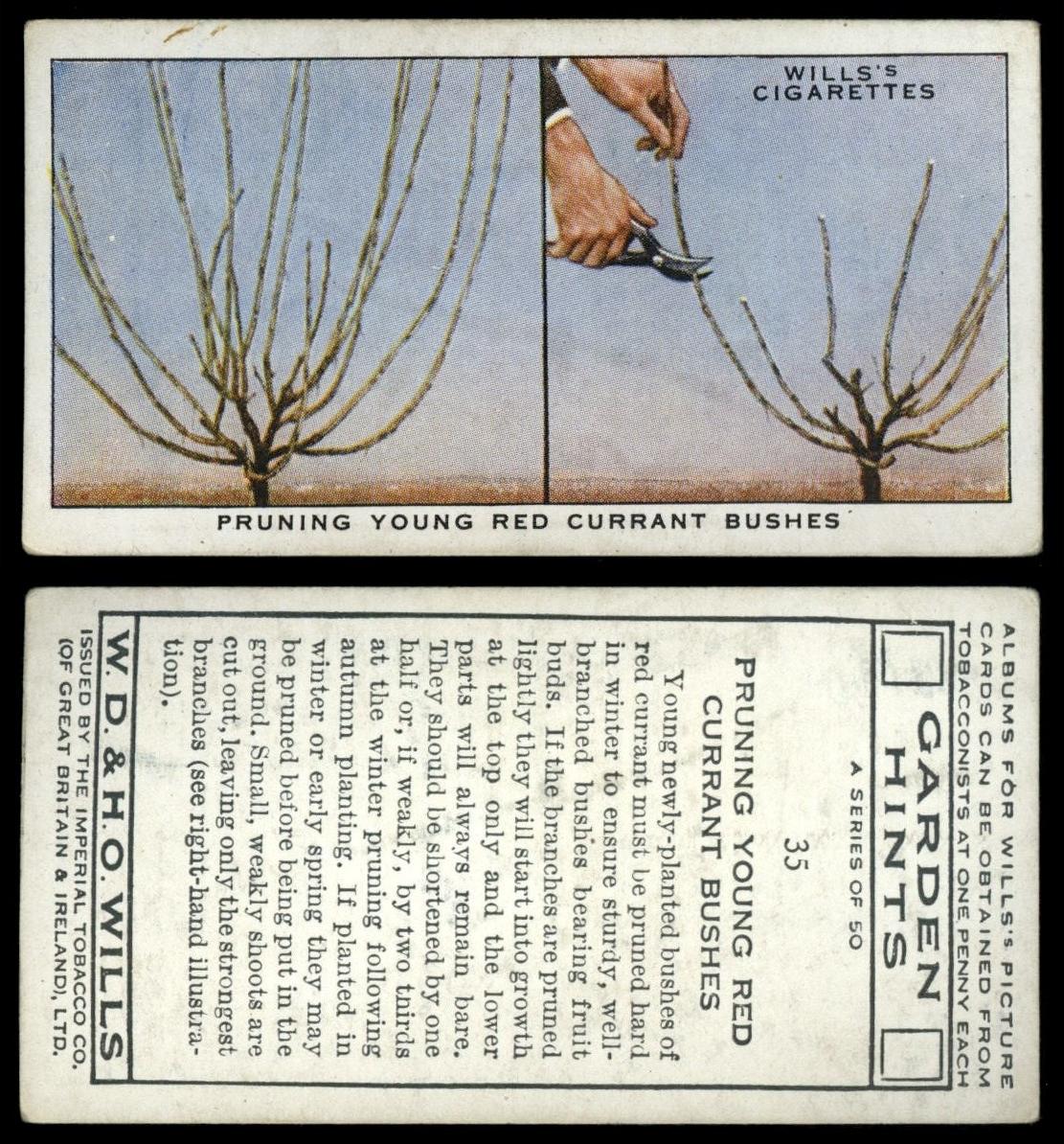 Pruning Young Red Currant Bushes 35 Garden Hints 1938 Wills Cigarette Card