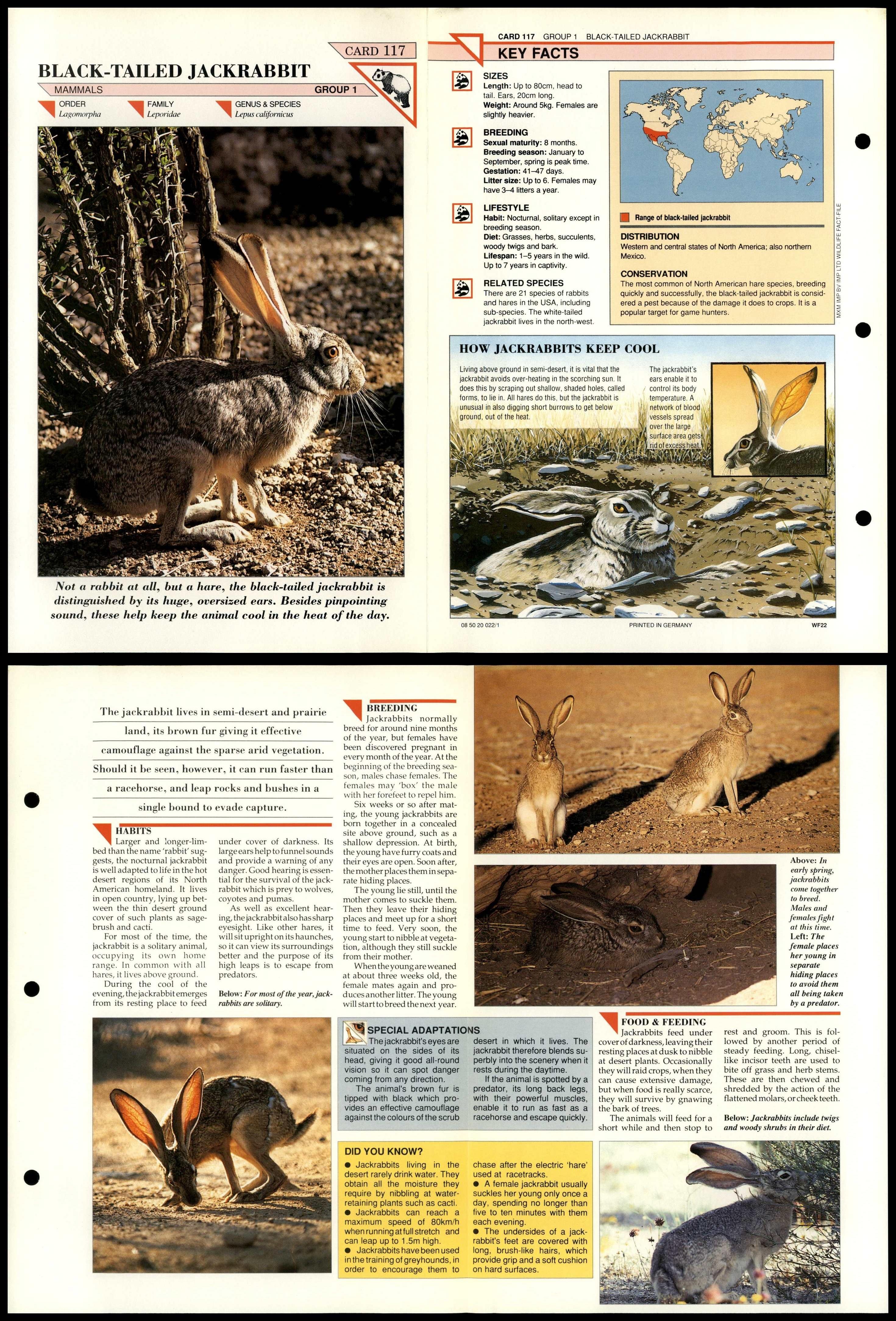 Black-Tailed Jackrabbit #117 Mammals Wildlife Fact File Fold-Out Card - Picture 1 of 2