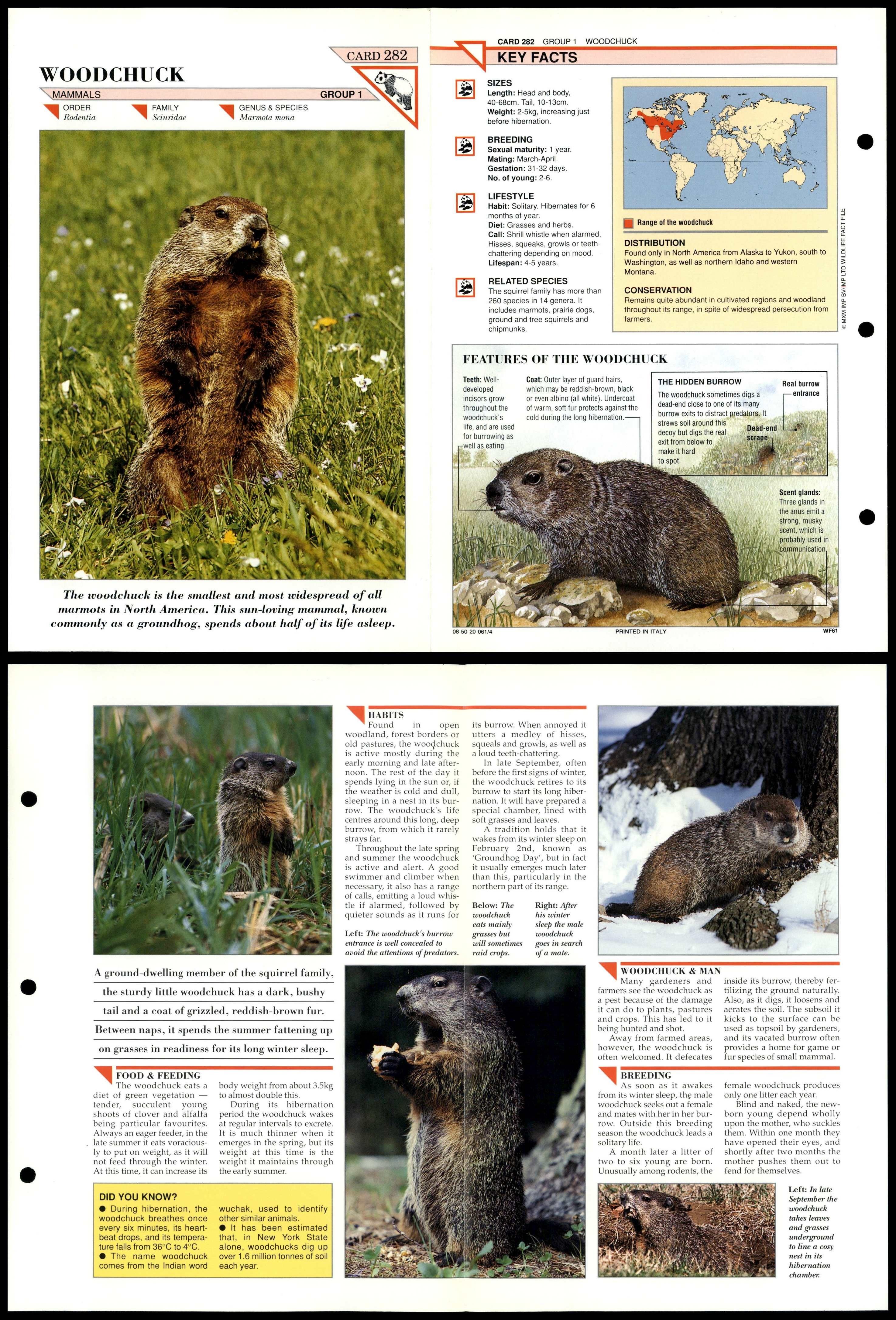 Woodchuck #282 Mammals Wildlife Fact File Fold-Out Card