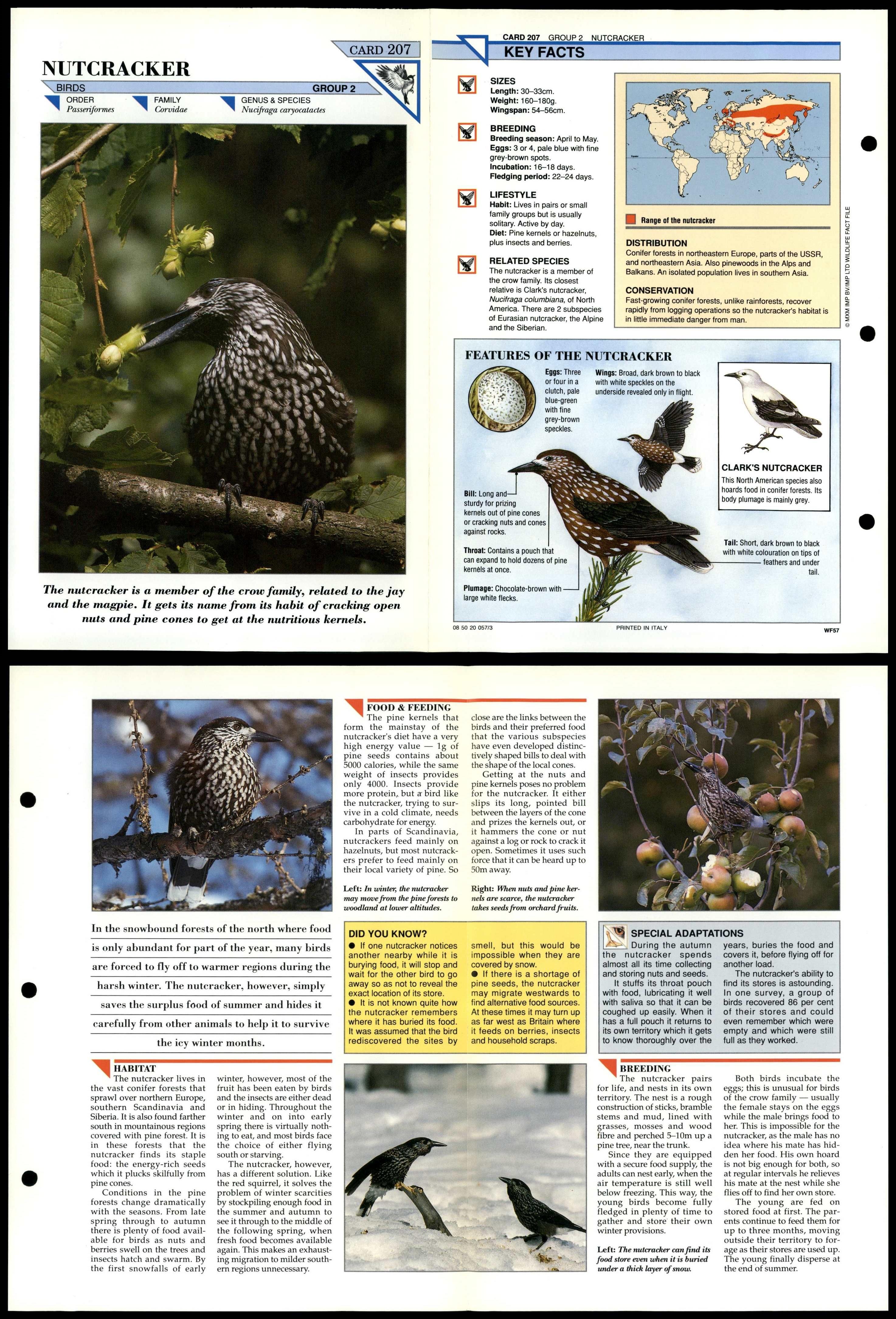 Nutcracker 207 Birds Wildlife Fact File FoldOut Card