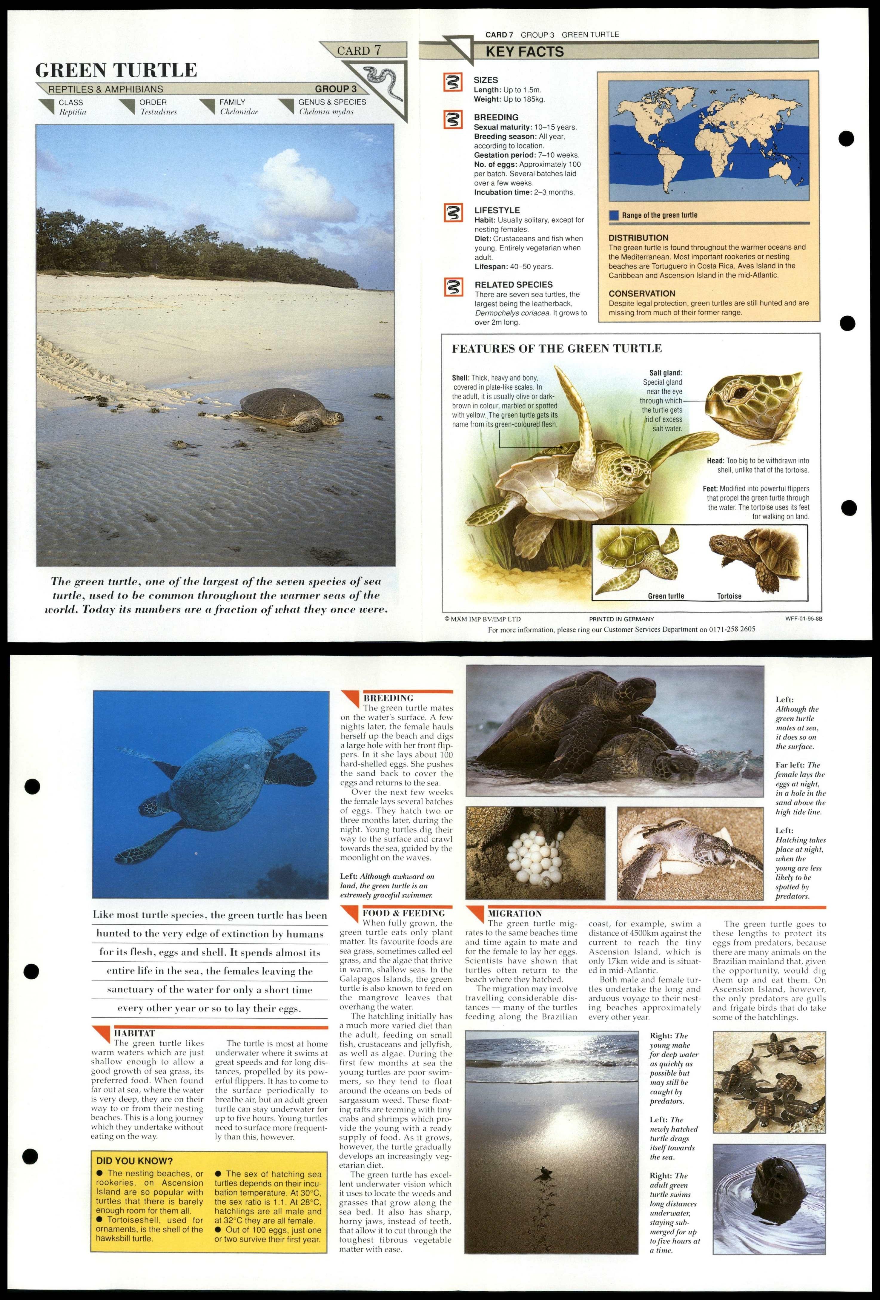 Green Turtle #7 Reptiles Wildlife Fact File Fold-Out Card