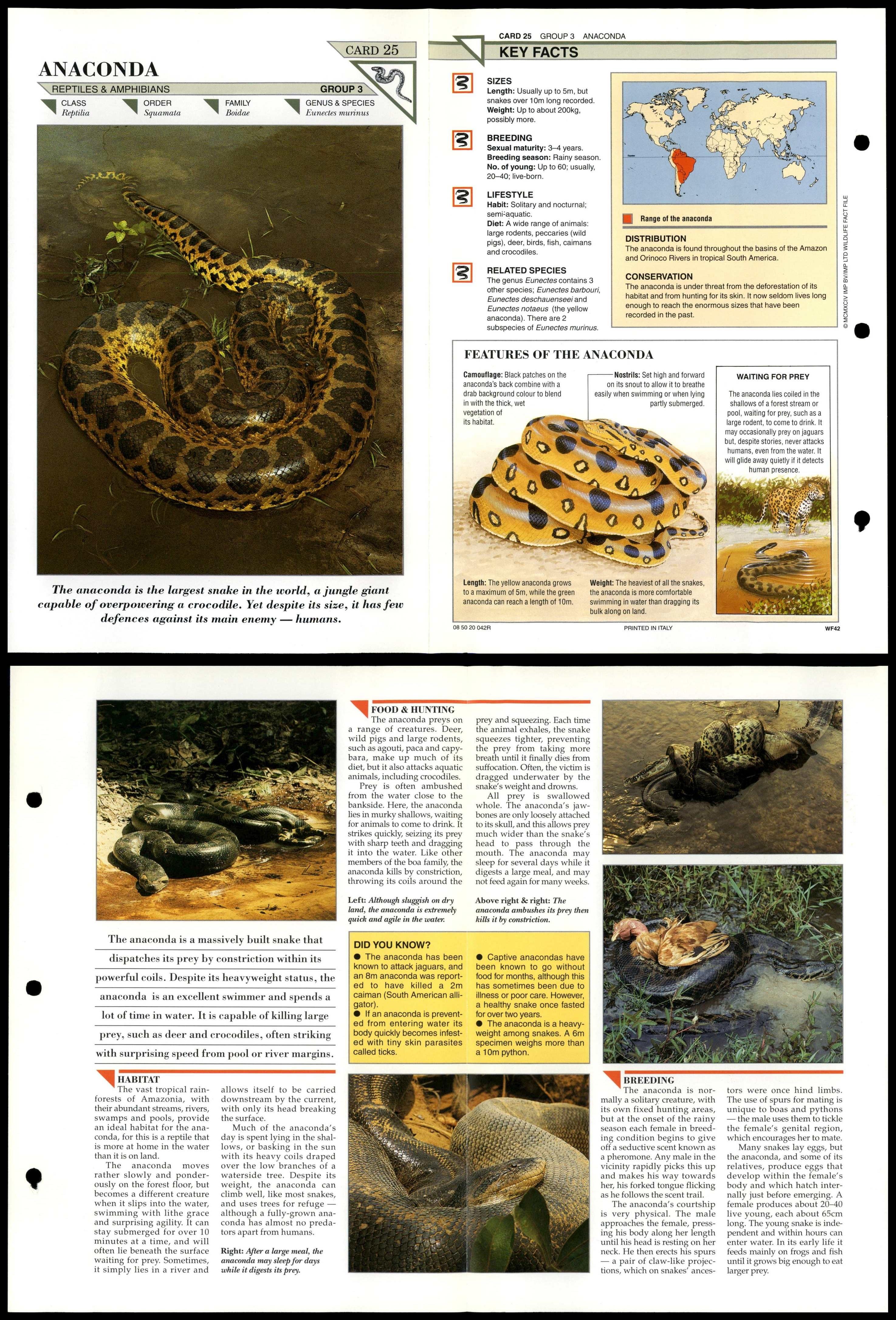 Anaconda #25 Reptiles Wildlife Fact File Fold-Out Card