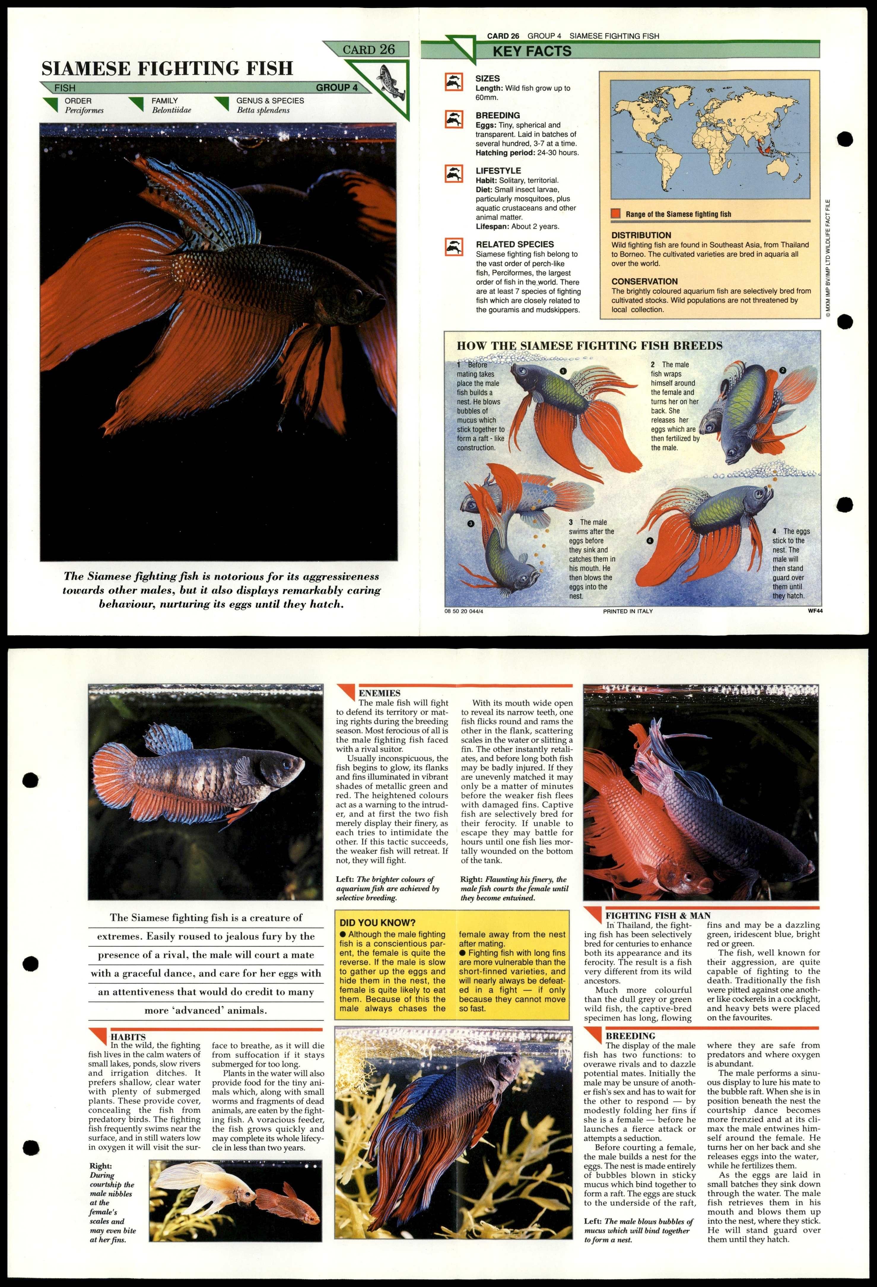 siamese-fighting-fish-26-fish-wildlife-fact-file-fold-out-card-2-41