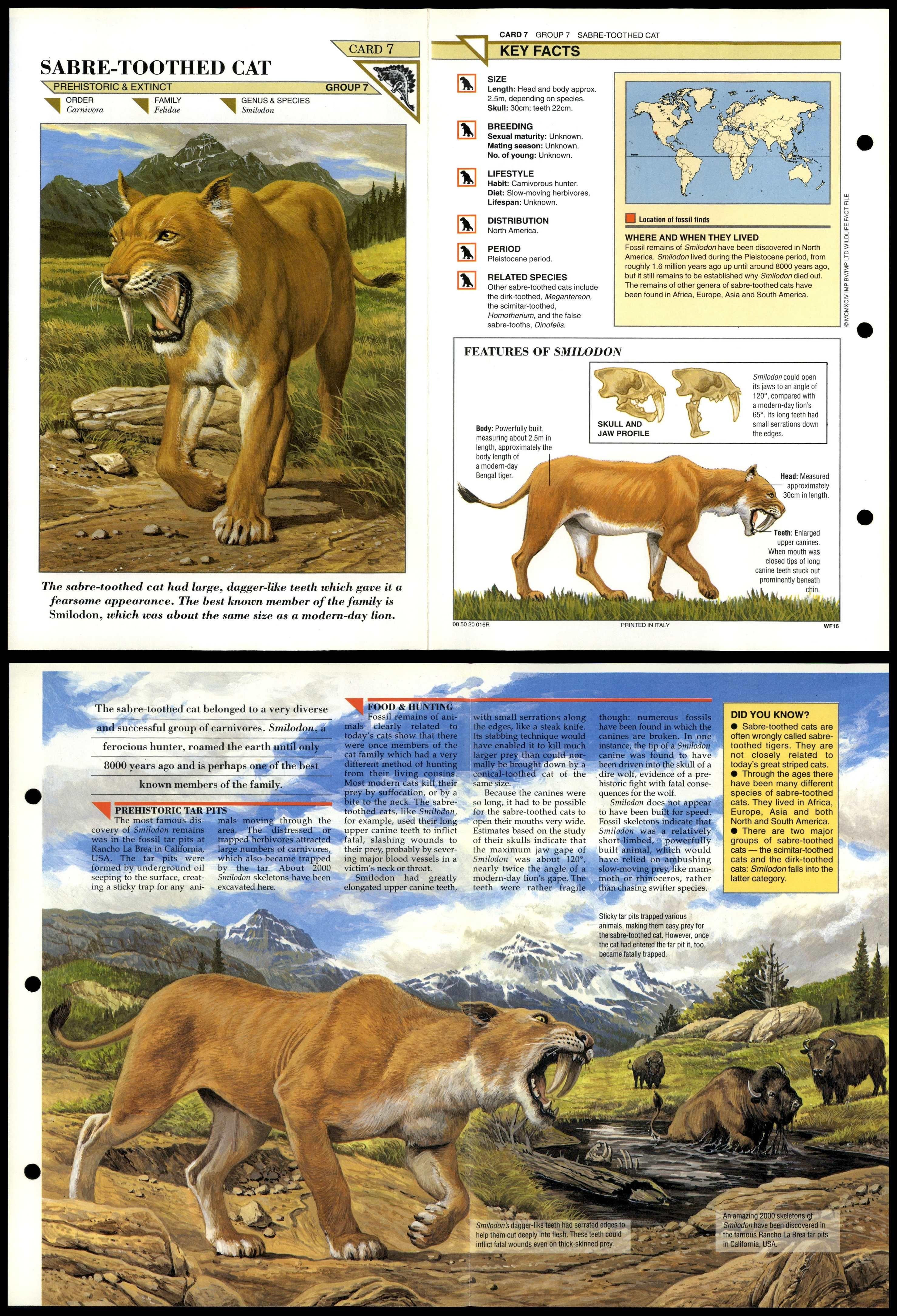 sabre-toothed-cat-7-extinct-wildlife-fact-file-fold-out-card