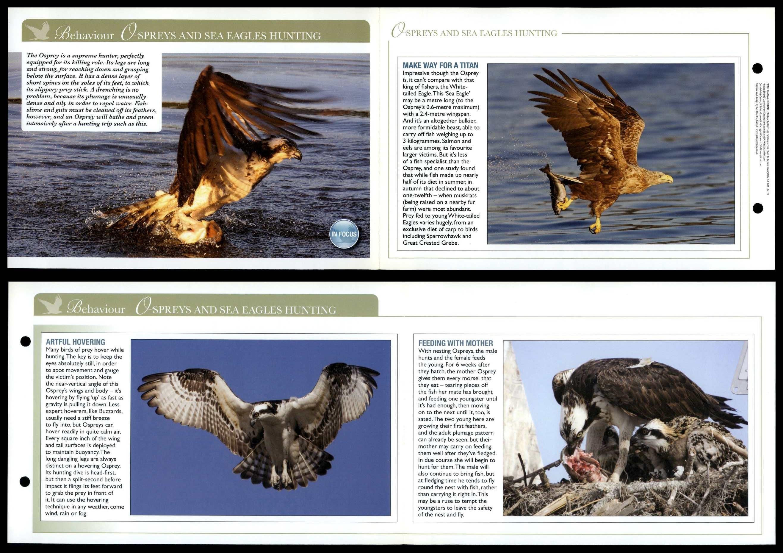 Ospreys & Sea Eagles Hunting - Behaviour - Birds Of Britain Atlas ...