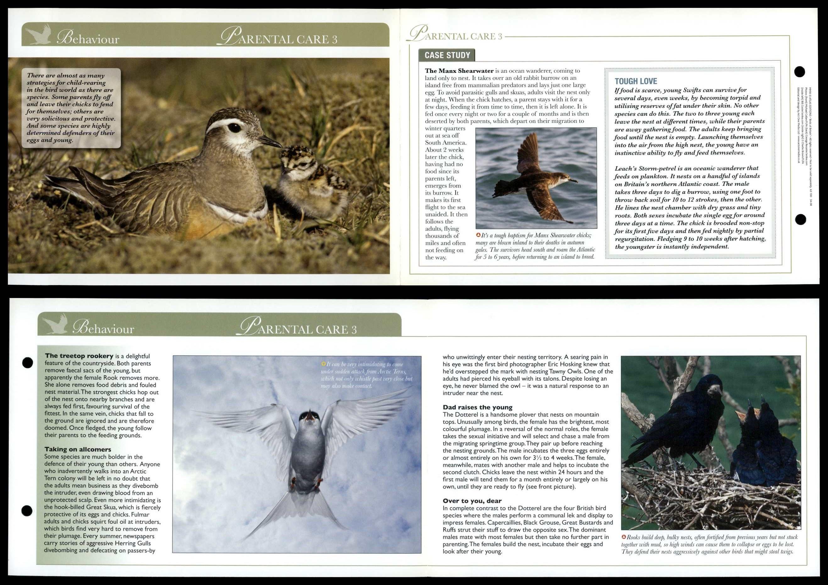 Parental Care 3 - Behaviour - Birds Of Britain Atlas Editions Fold Out Card