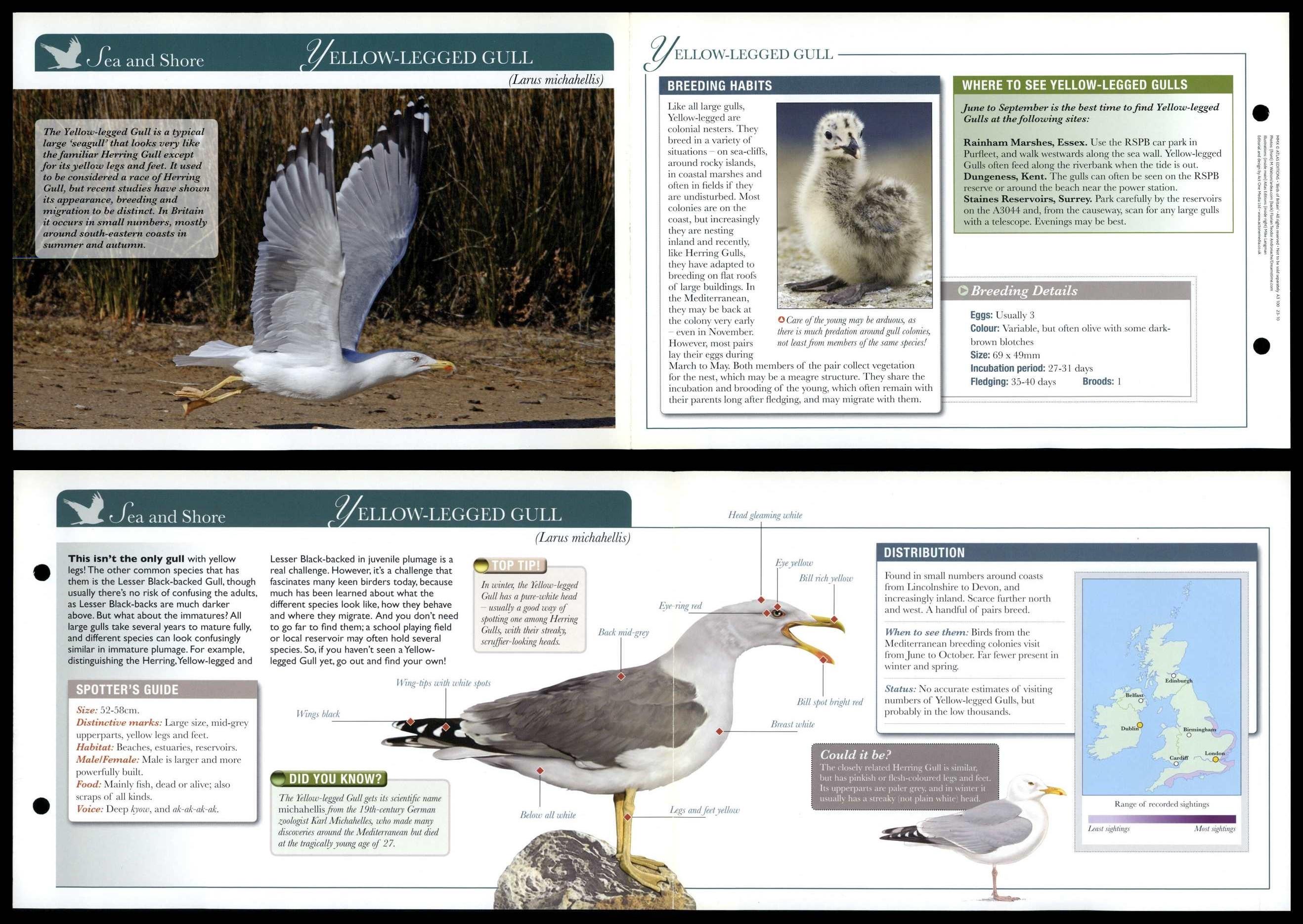 Yellow-Legged Gull - Sea & Shore - Birds Of Britain Atlas Editions Fold ...