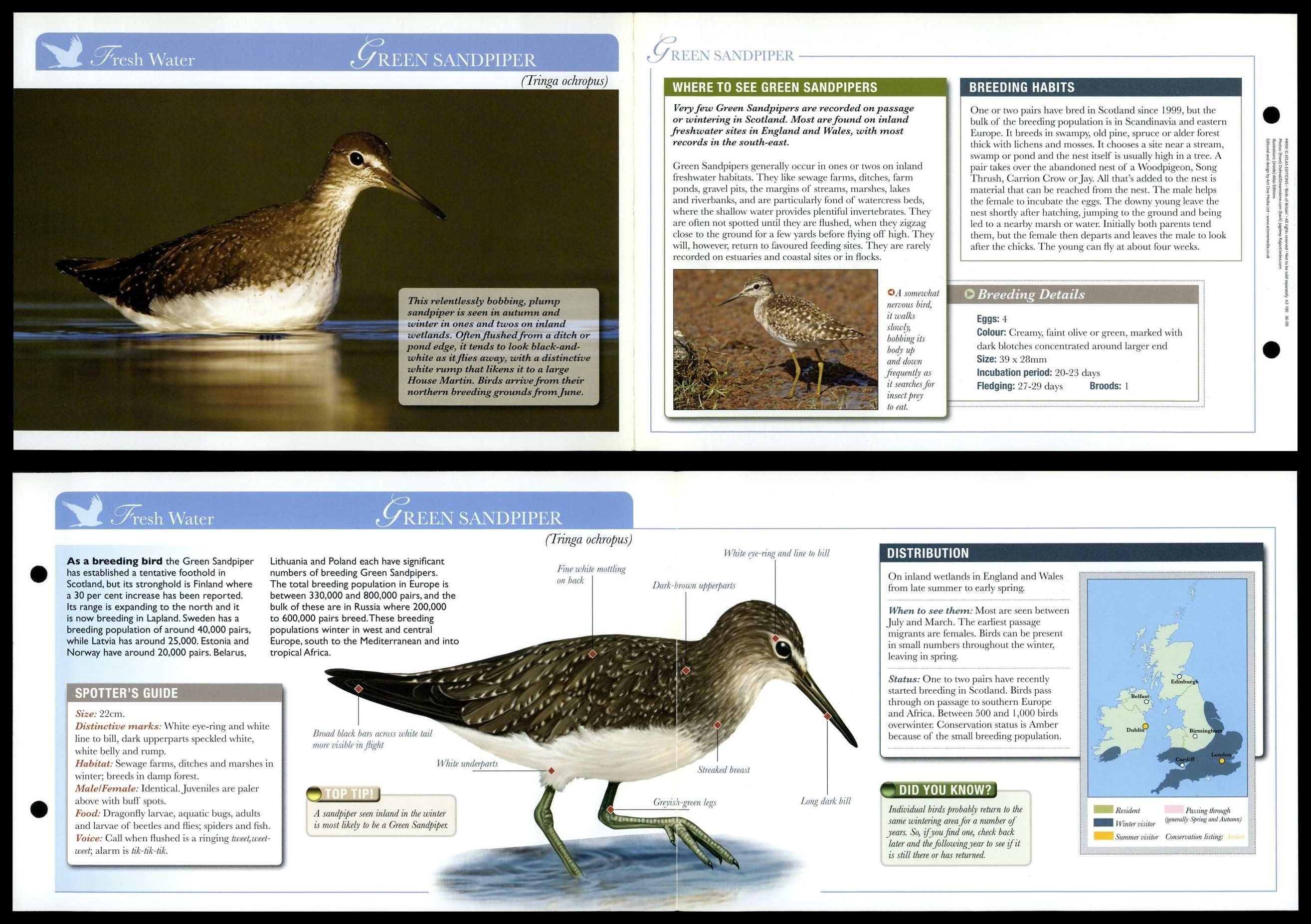 Green Sandpiper - Fresh Water - Birds Of Britain Atlas Editions Fold ...