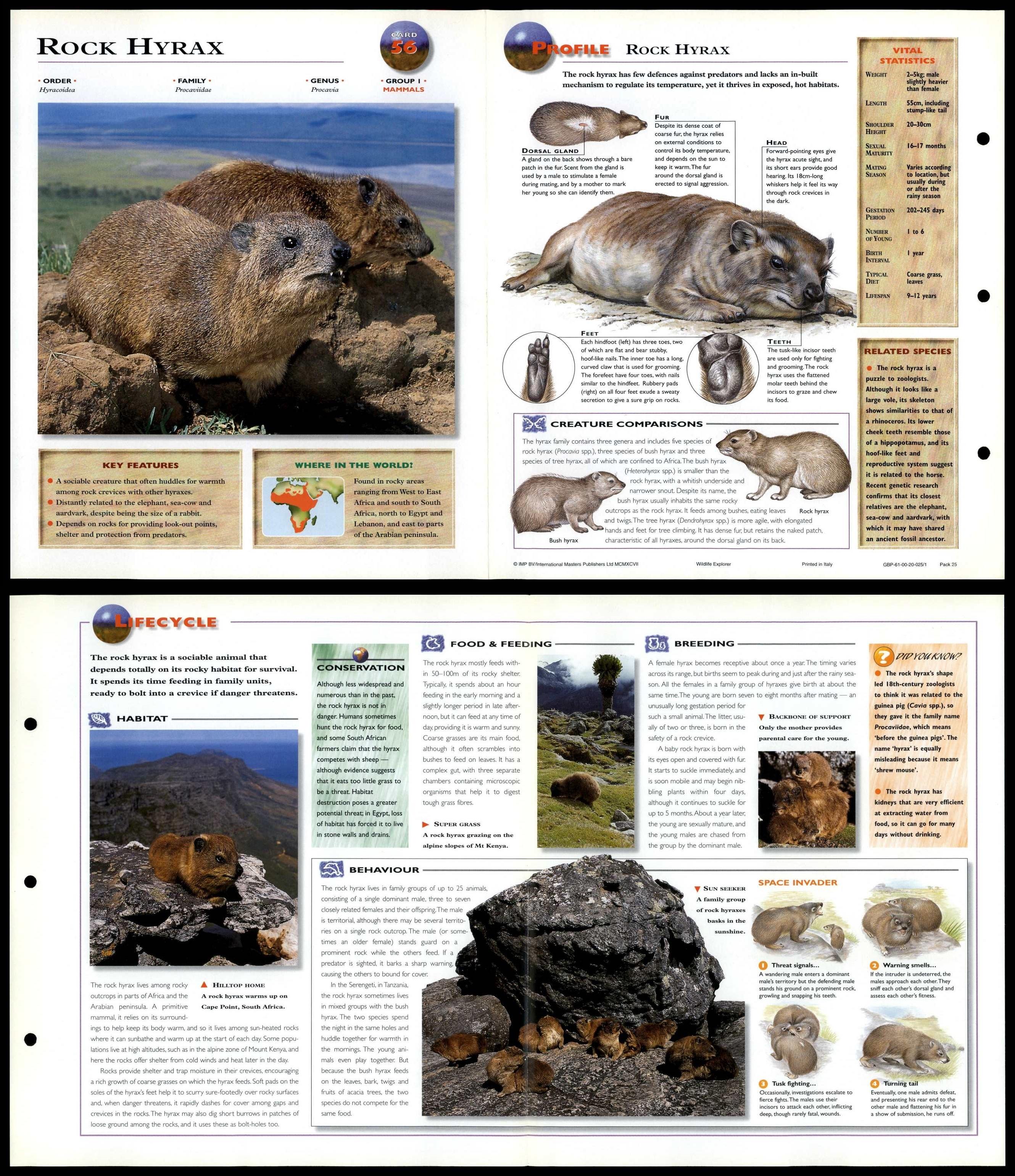 Rock Hyrax #56 Mammals - Wildlife Explorer Fold-Out Card