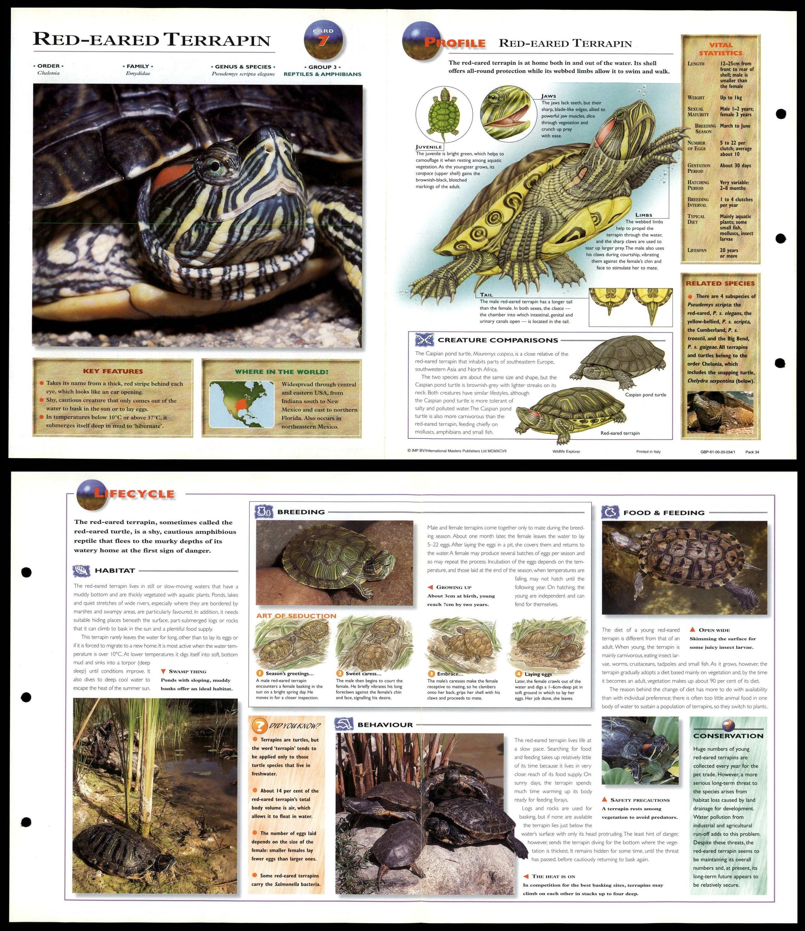 Red-Eared Terrapin #7 Reptiles - Wildlife Explorer Fold-Out Card