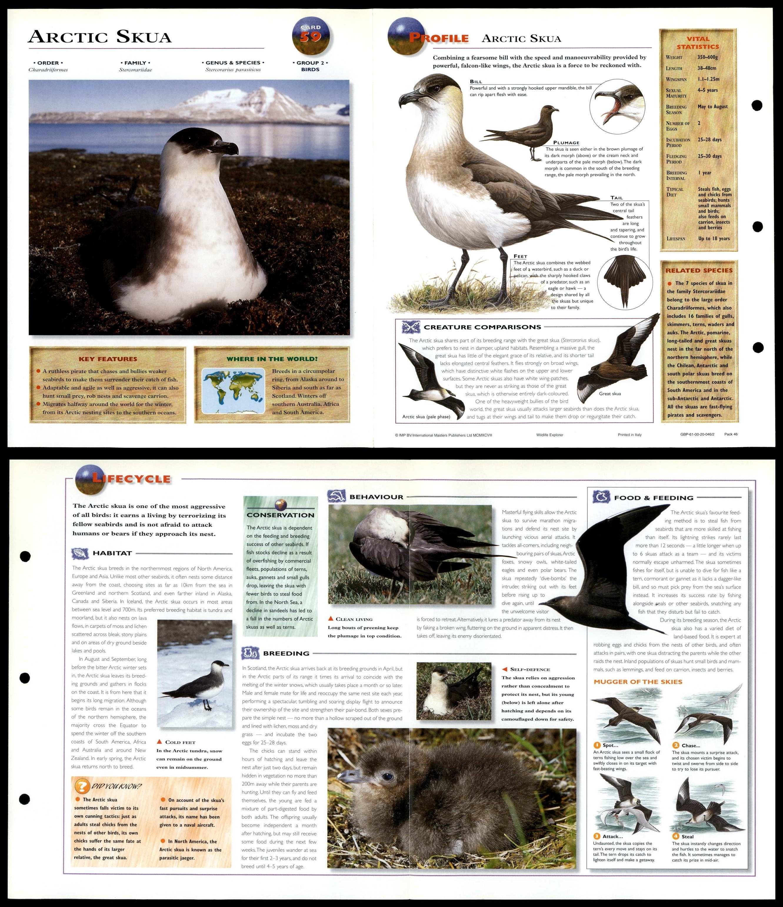 Arctic Skua #59 Birds - Wildlife Explorer Fold-Out Card