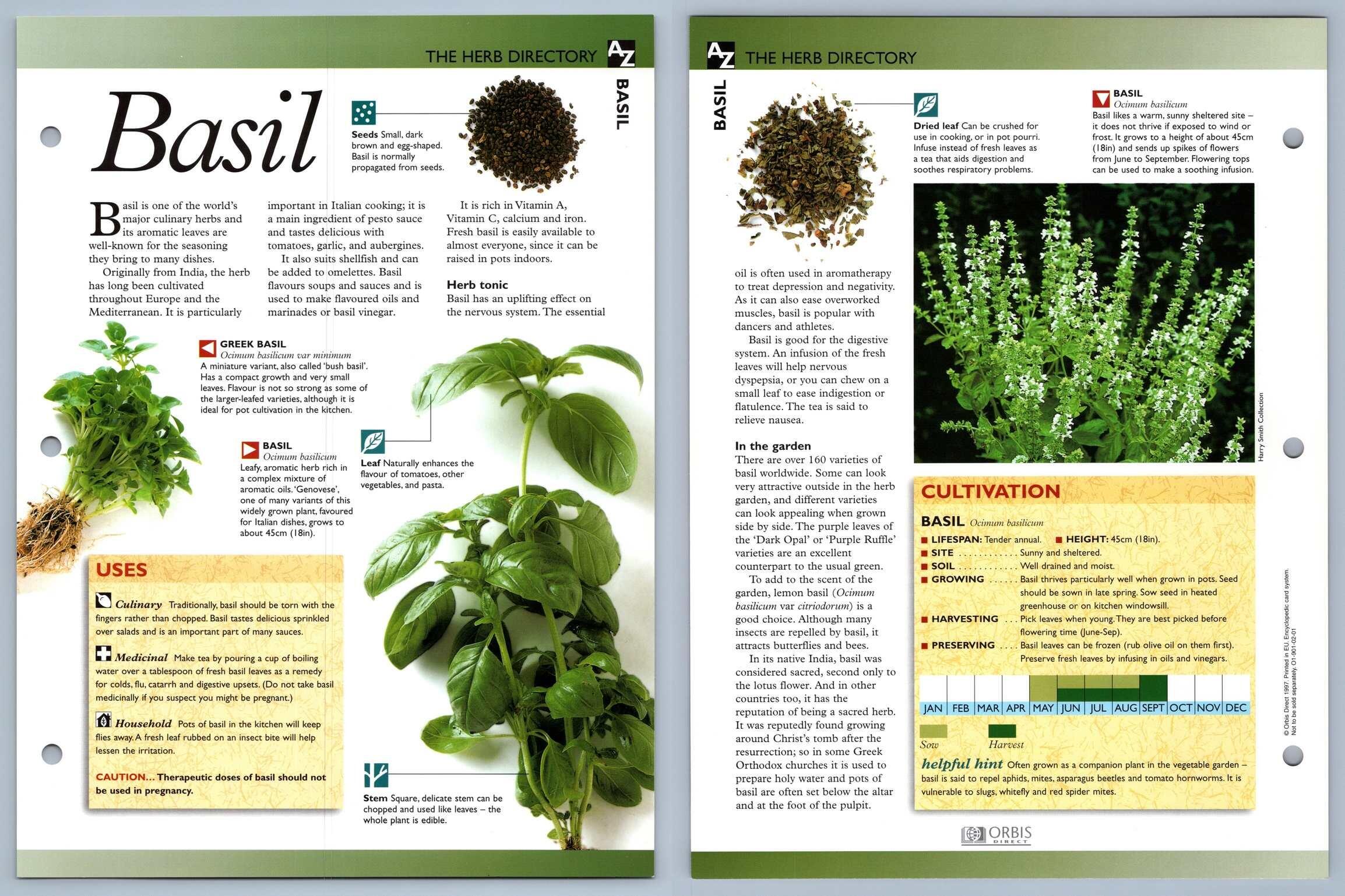 Basil Directory Secret World Of Herbs Fact File Card