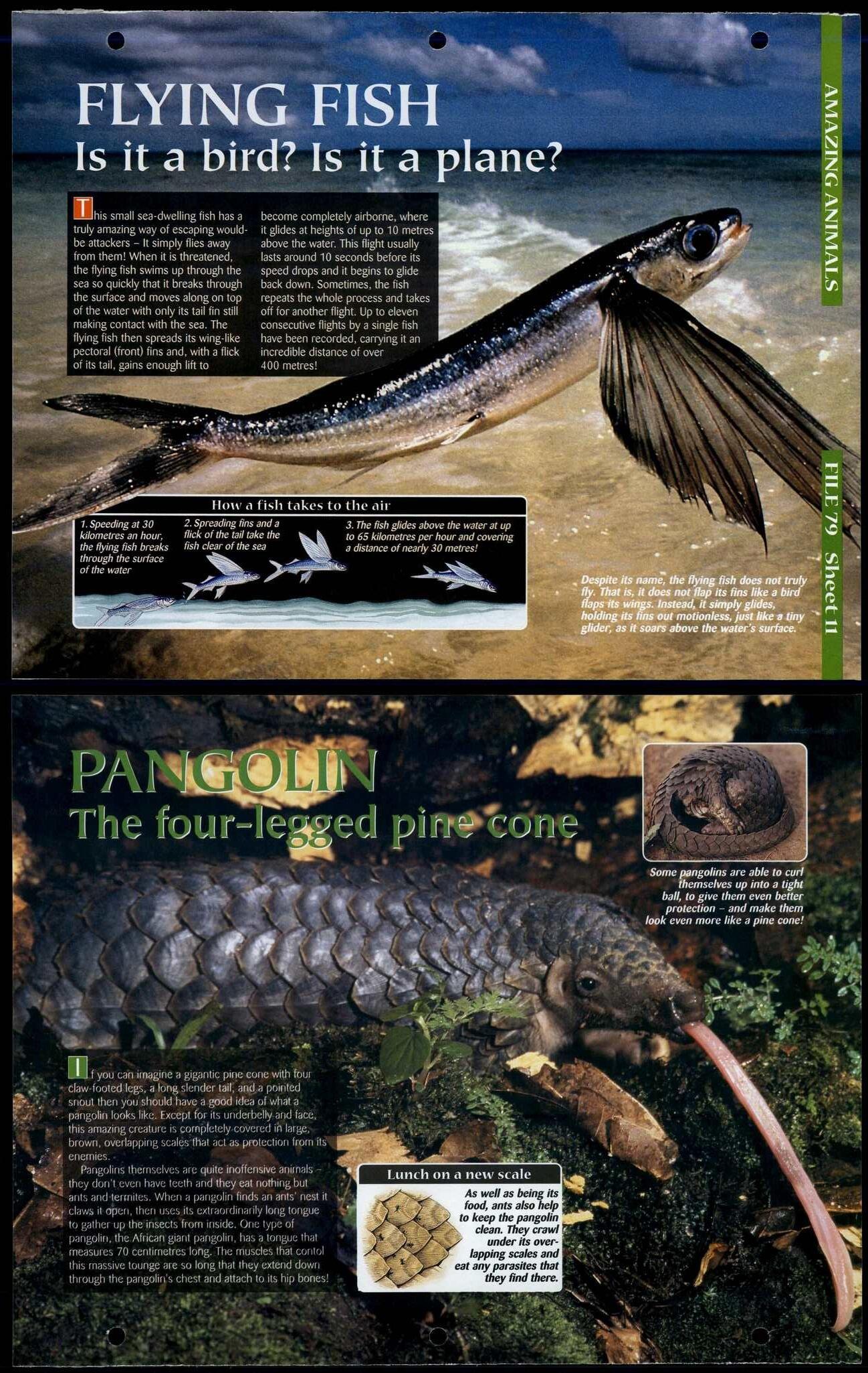 Section 8 : Amazing Animals