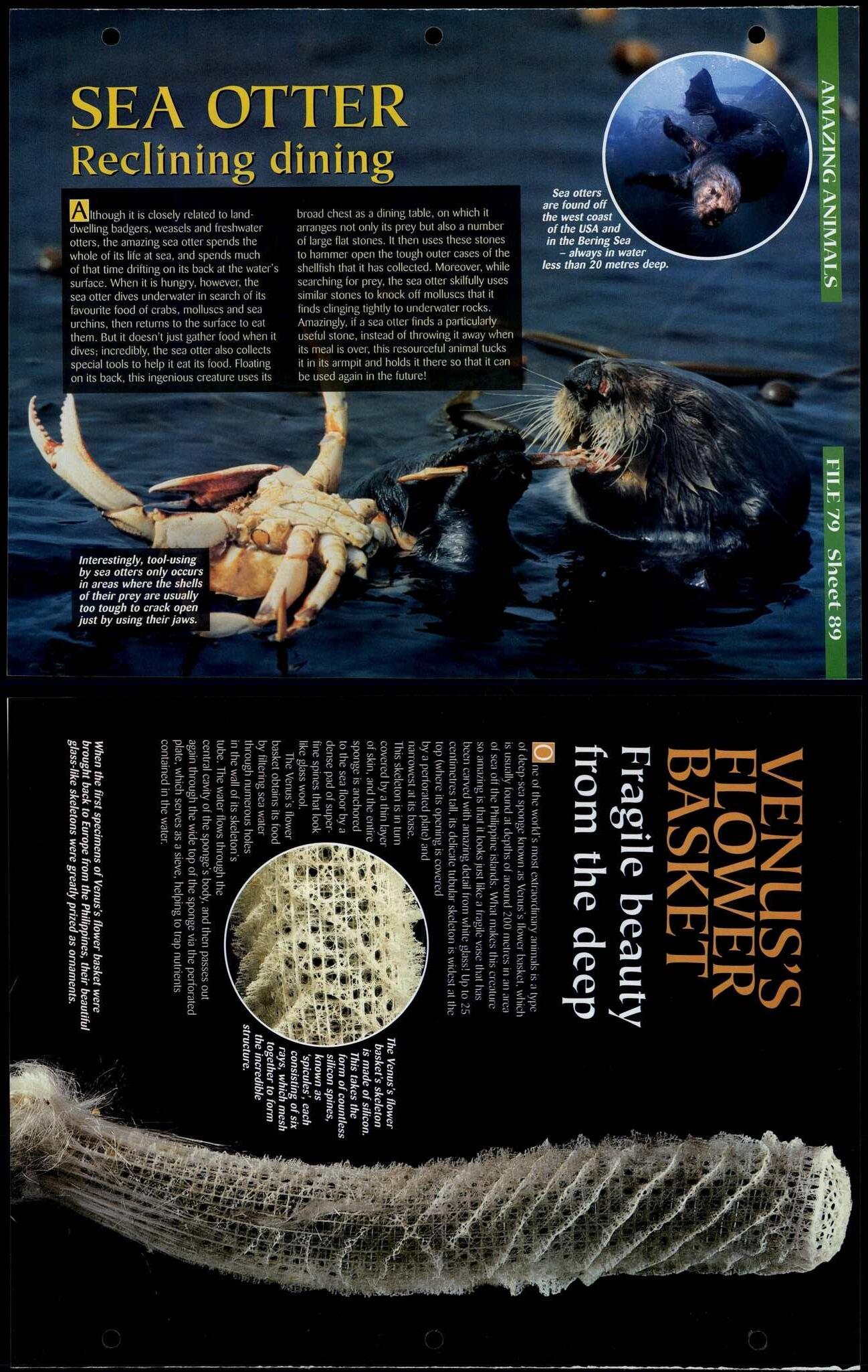 Sea Otter / Venus Flower Basket 89 Amazing Animals, Animals, Animals Fact File Page