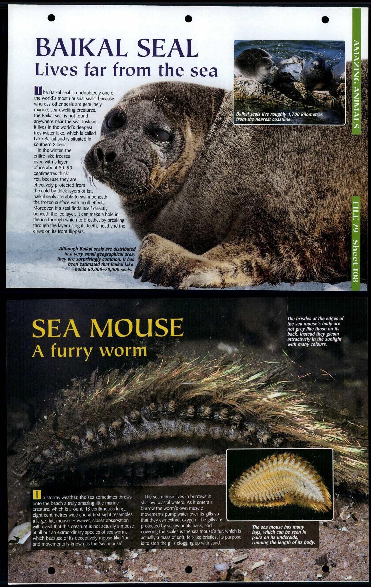 Section 8 : Amazing Animals