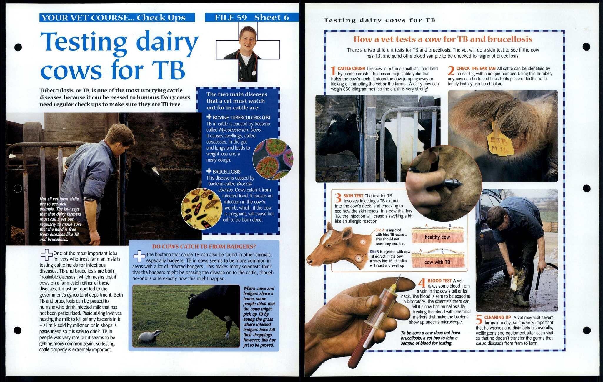 Testing Dairy Cows 6 Vet Course Animals Animals Animals Fact File Page