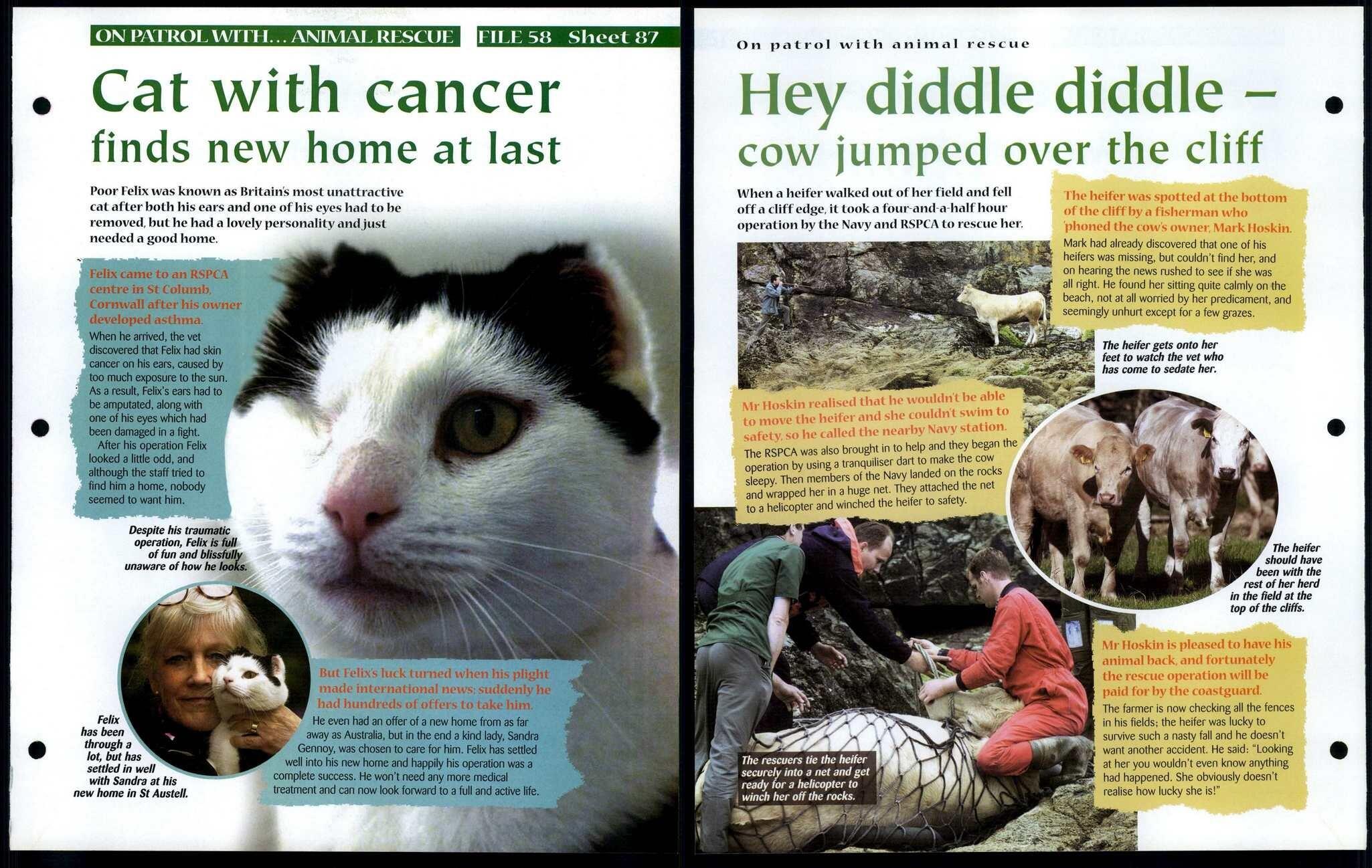 Cat With Cancer 87 On Patrol Animals, Animals, Animals Fact File Page