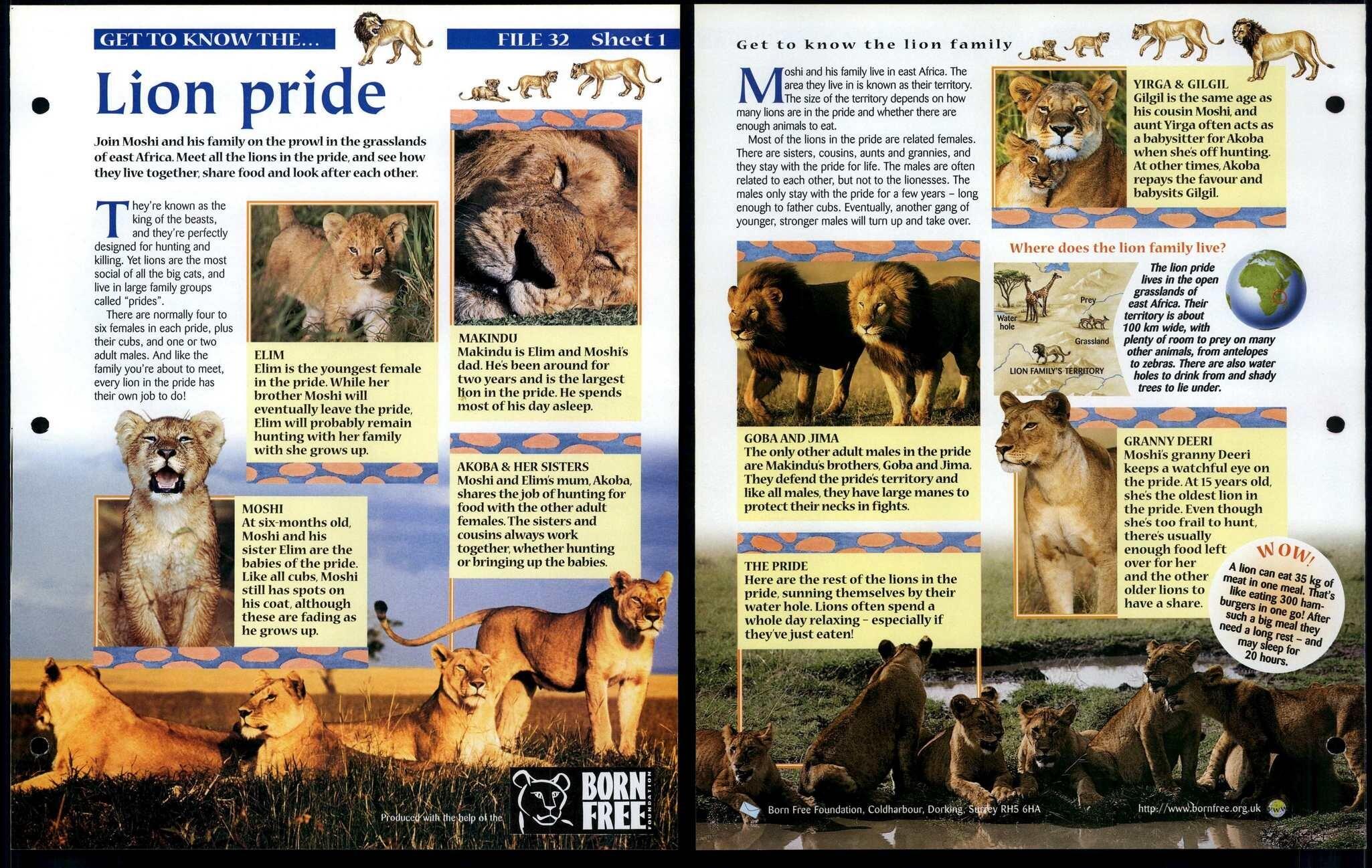 Lion Pride #1 Get To Know Animals, Animals, Animals Fact File Page