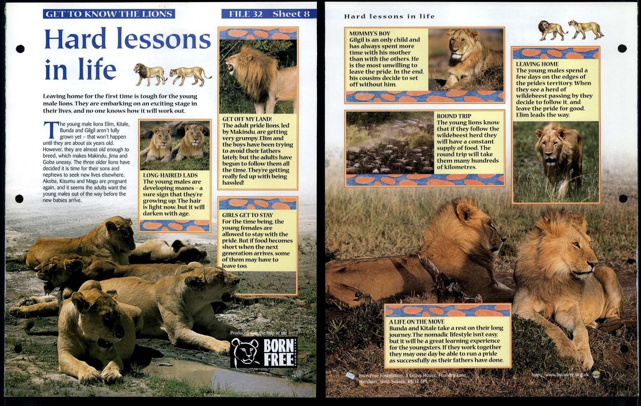 Hard Lessons #8 Get To Know Animals, Animals, Animals Fact File Page