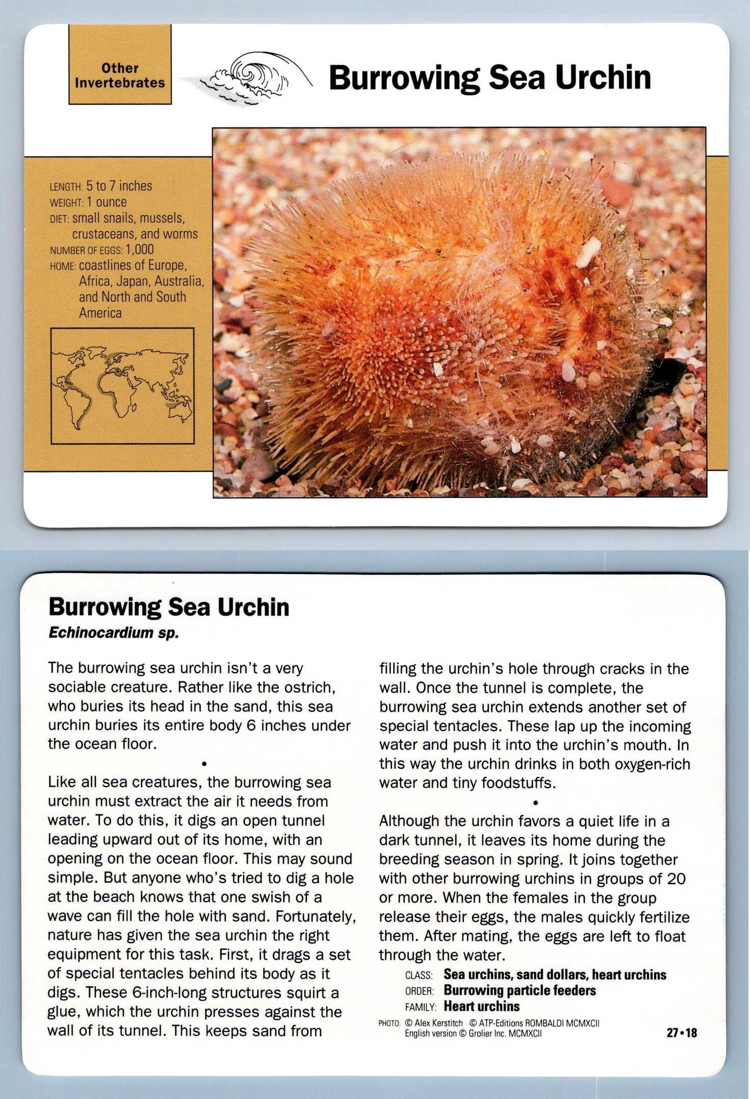 Burrowing Sea Urchin #27.18 Other Invertebrates - Grolier Wildlife ...