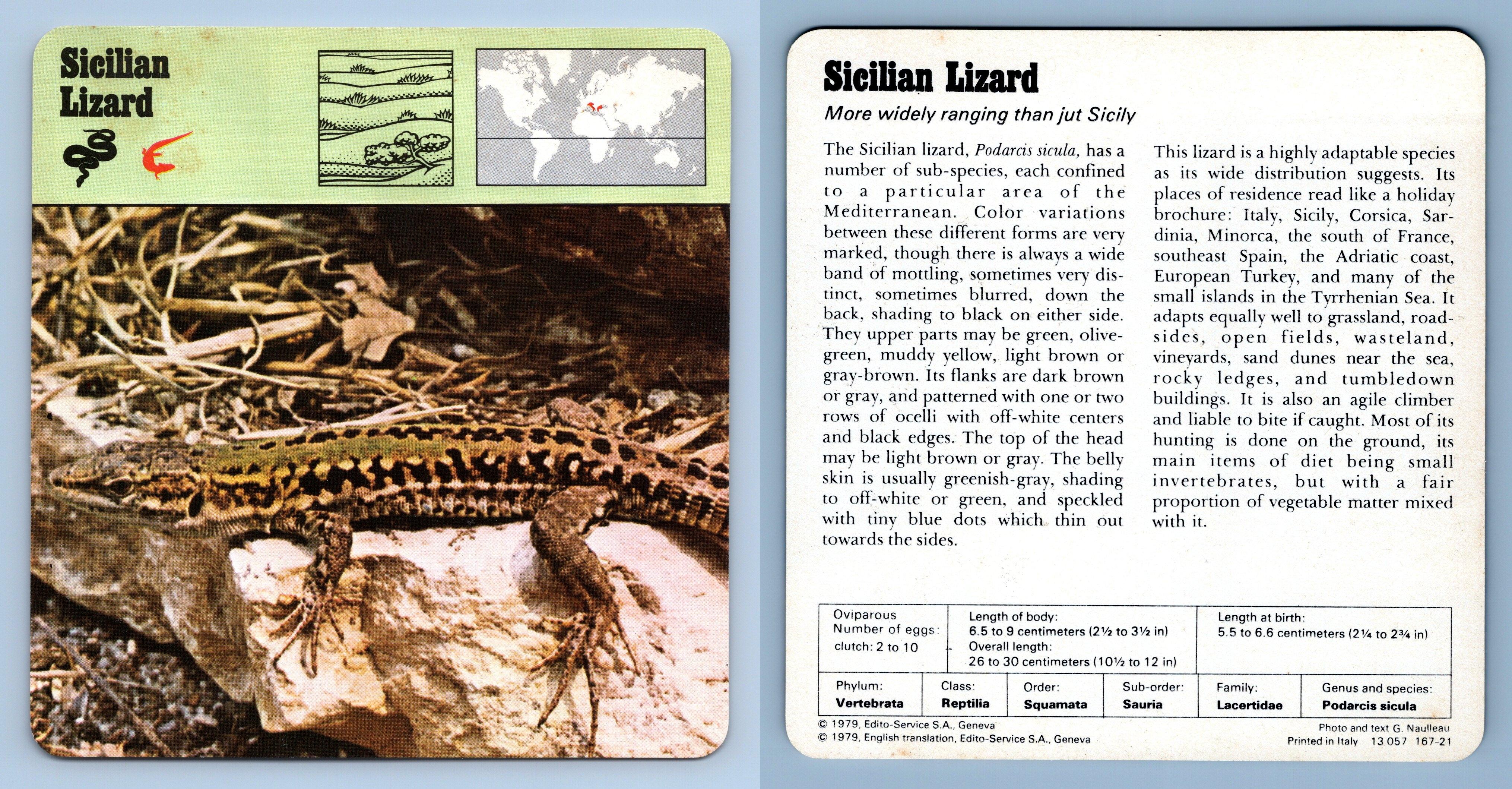 Sicilian Lizard Reptiles 1970's Rencontre Safari Wildlife Card