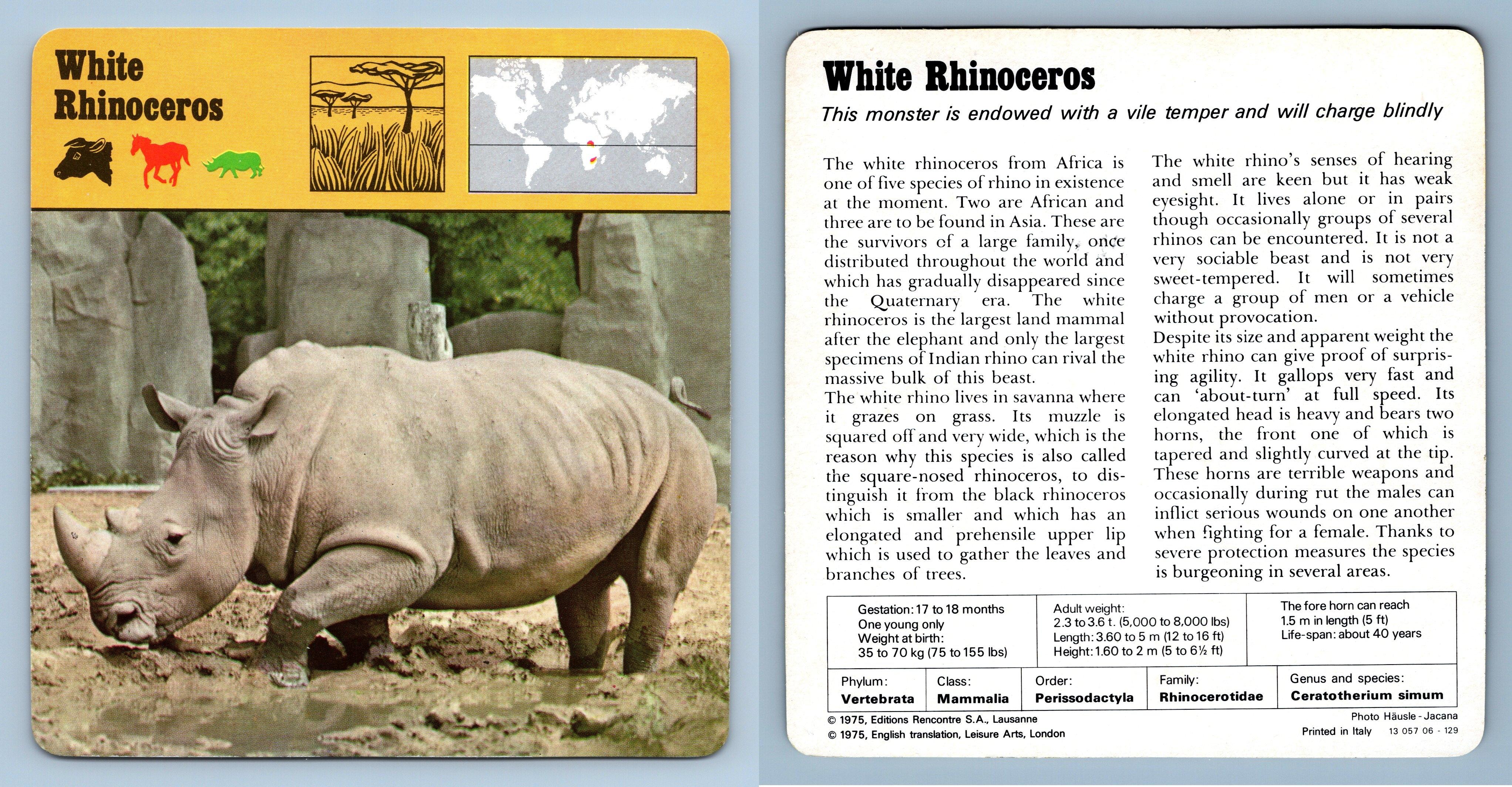 White Rhinoceros - Mammals - 1970's Rencontre Safari Wildlife Card