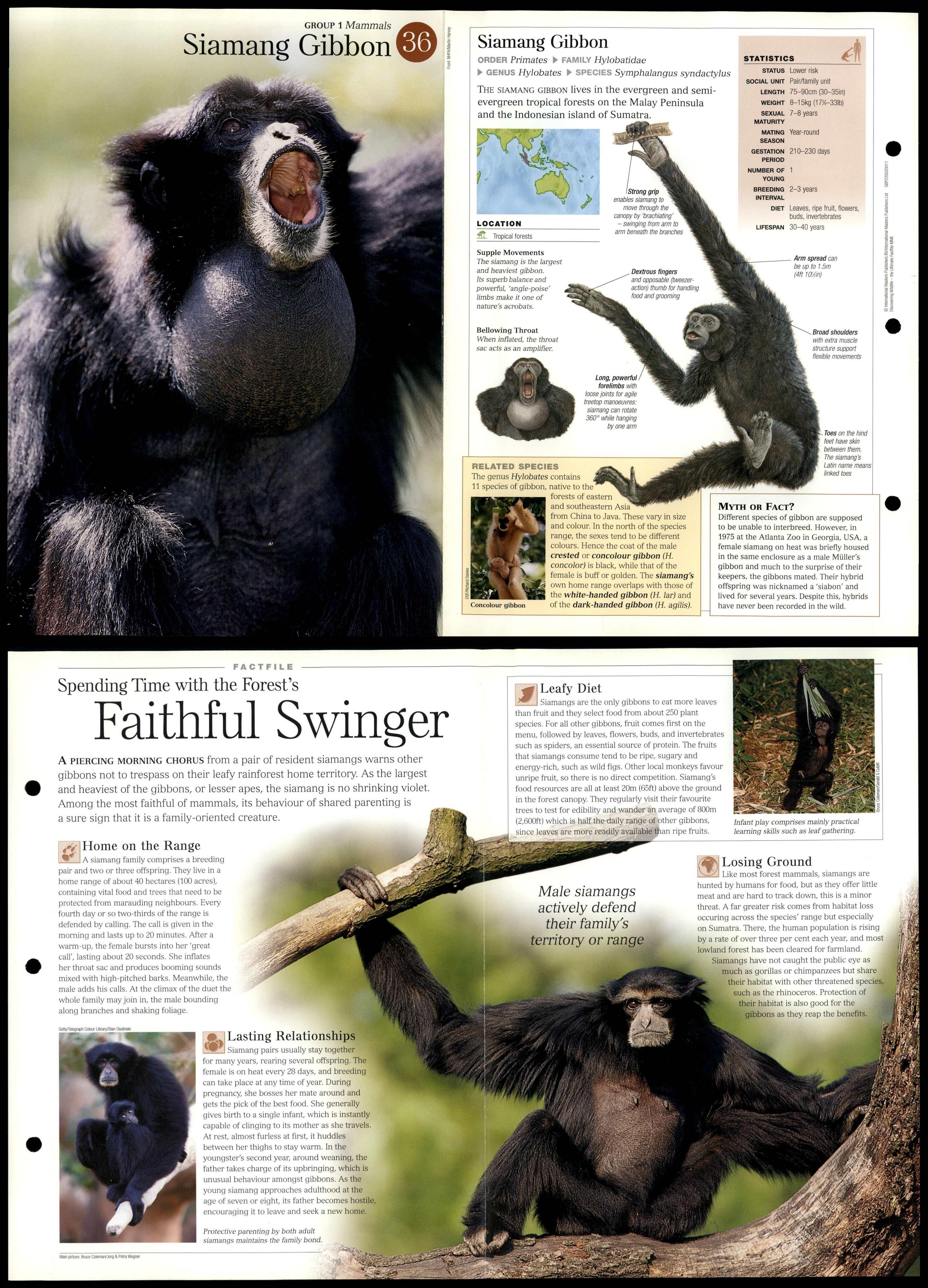 Siamang Gibbon #36 Mammals - Discovering Wildlife Fact File Fold-Out Card