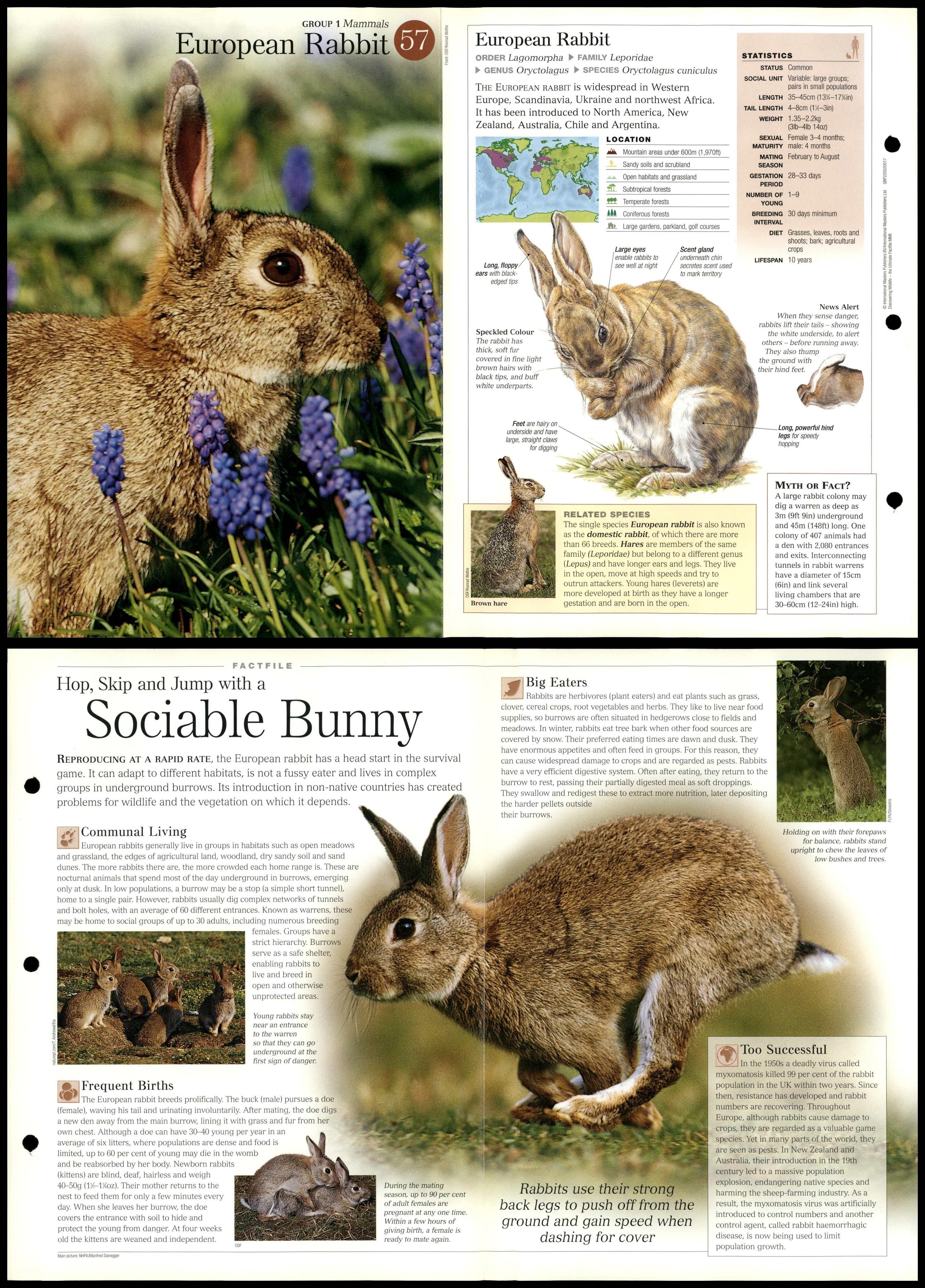 European Rabbit #57 Mammals - Discovering Wildlife Fact File Fold-Out Card