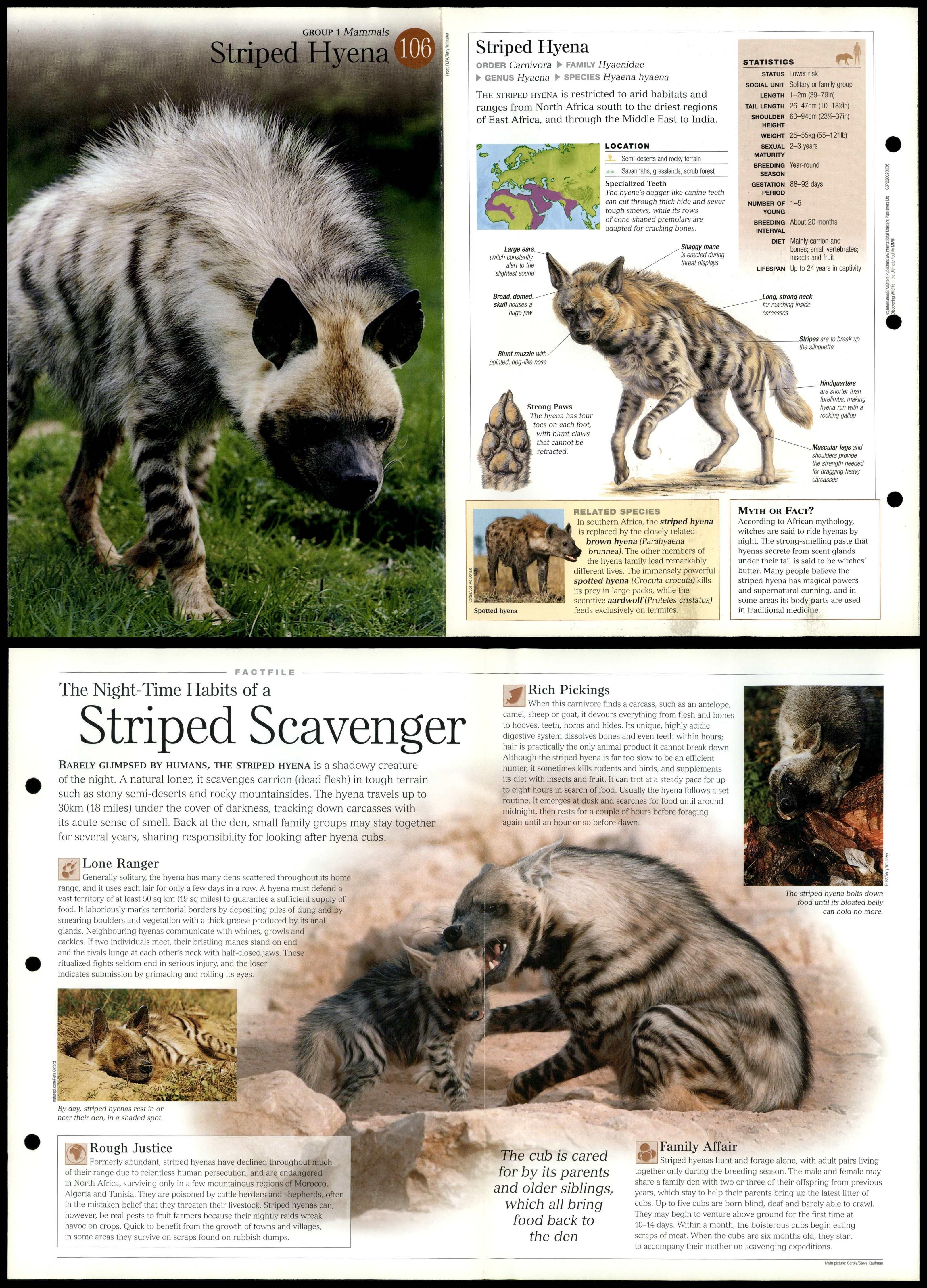 Striped Hyena #106 Mammals - Discovering Wildlife Fact File Fold-Out Card