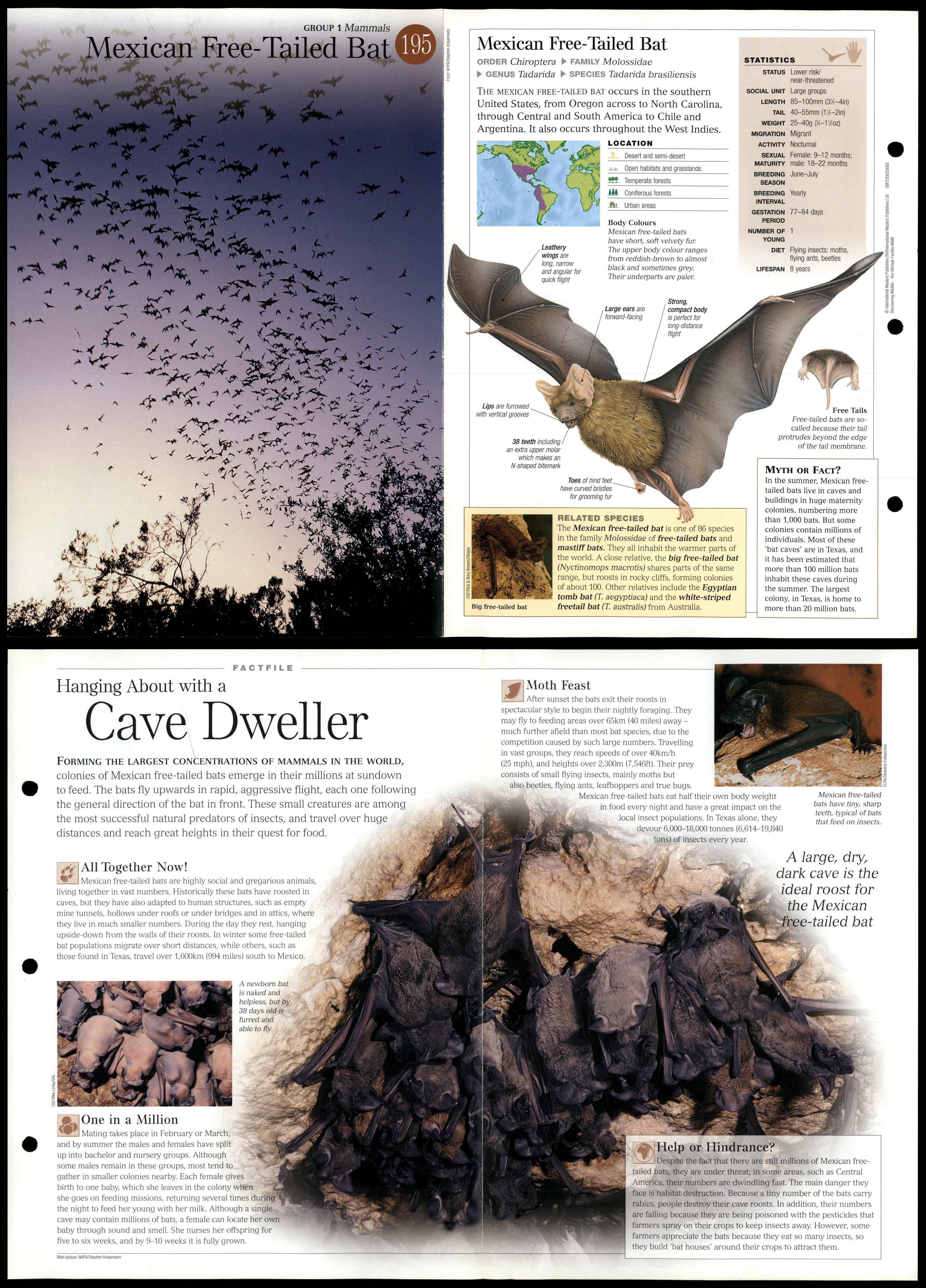 Mexican Free-Tailed Bat #195 Mammals - Discovering Wildlife Fact File Card