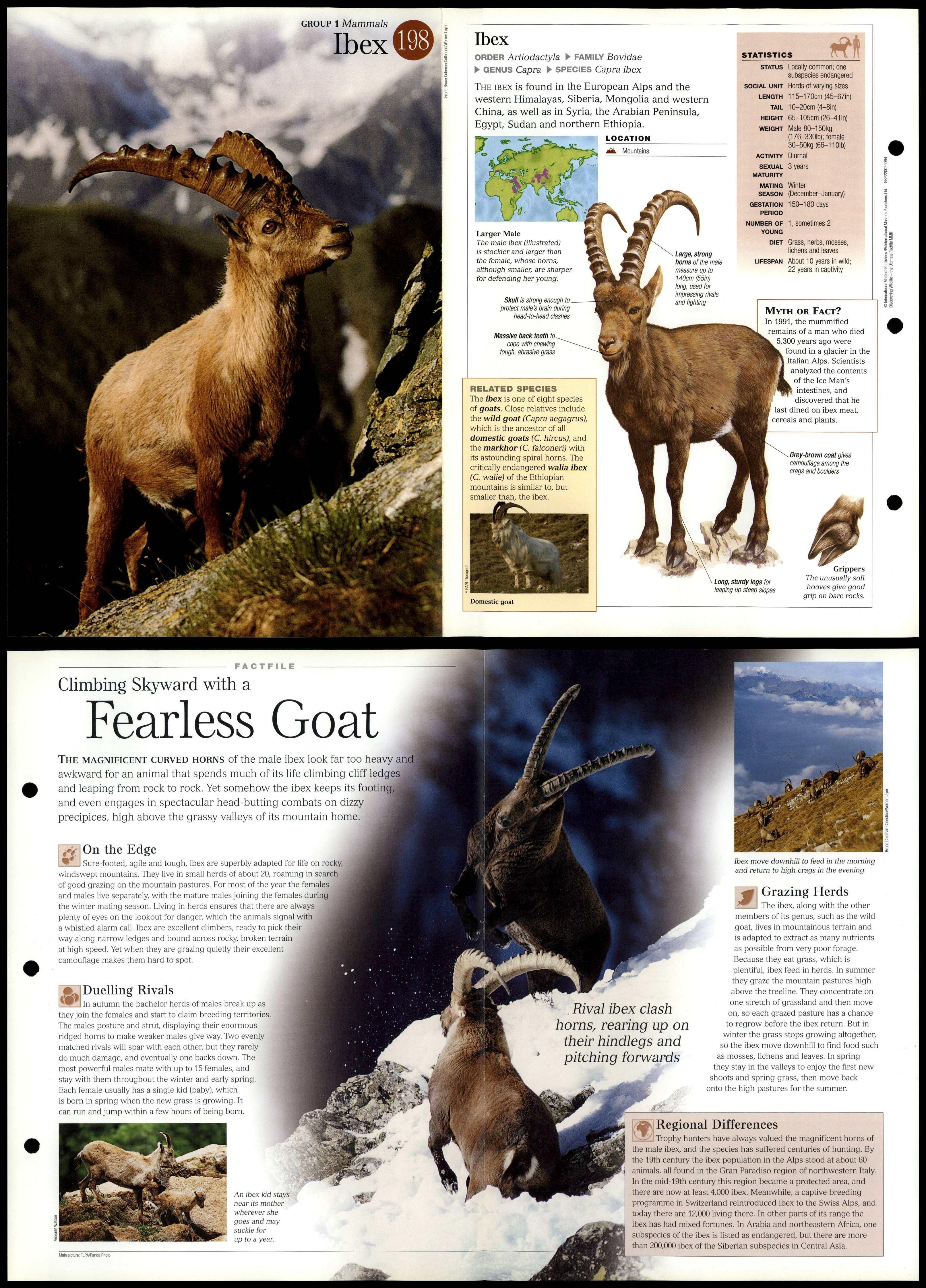 Ibex #198 Mammals - Discovering Wildlife Fact File Fold-Out Card