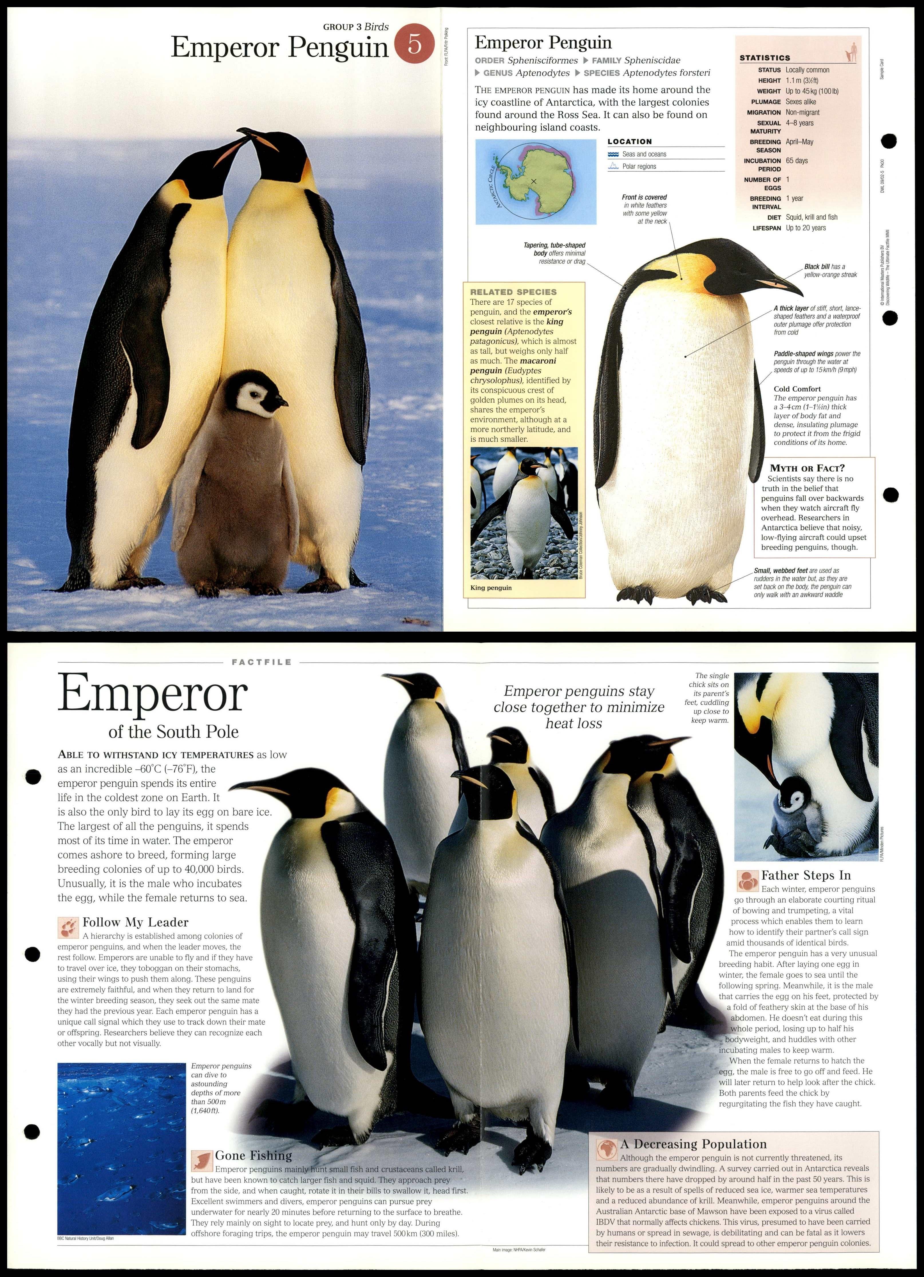 Emperor Penguin 5 Birds Discovering Wildlife Fact File FoldOut Card